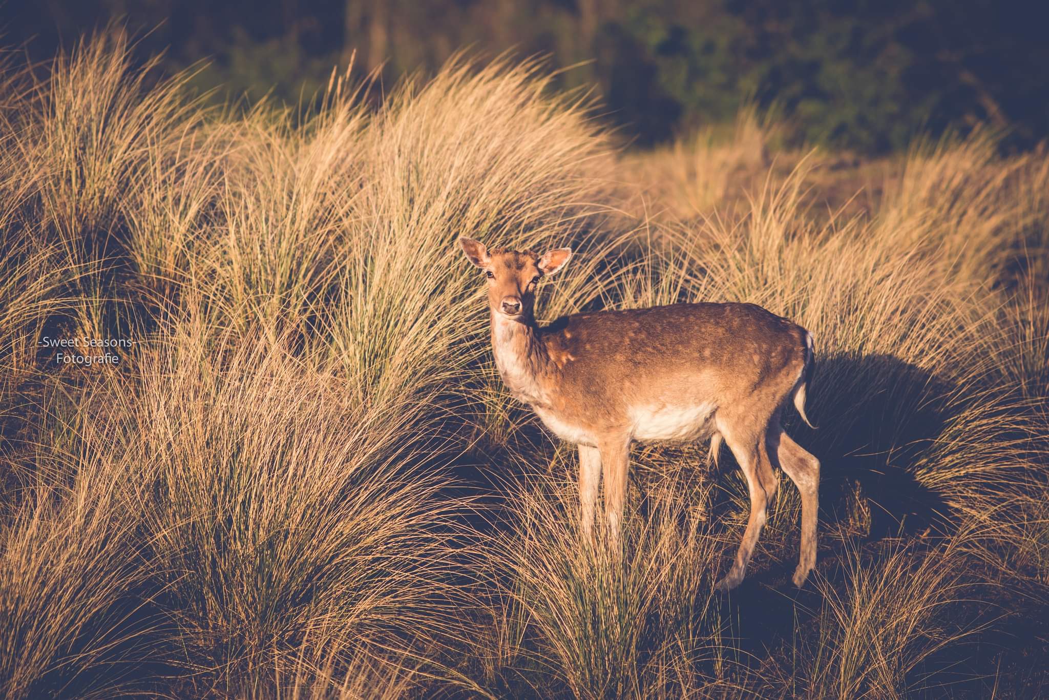 hert-in-zonlicht