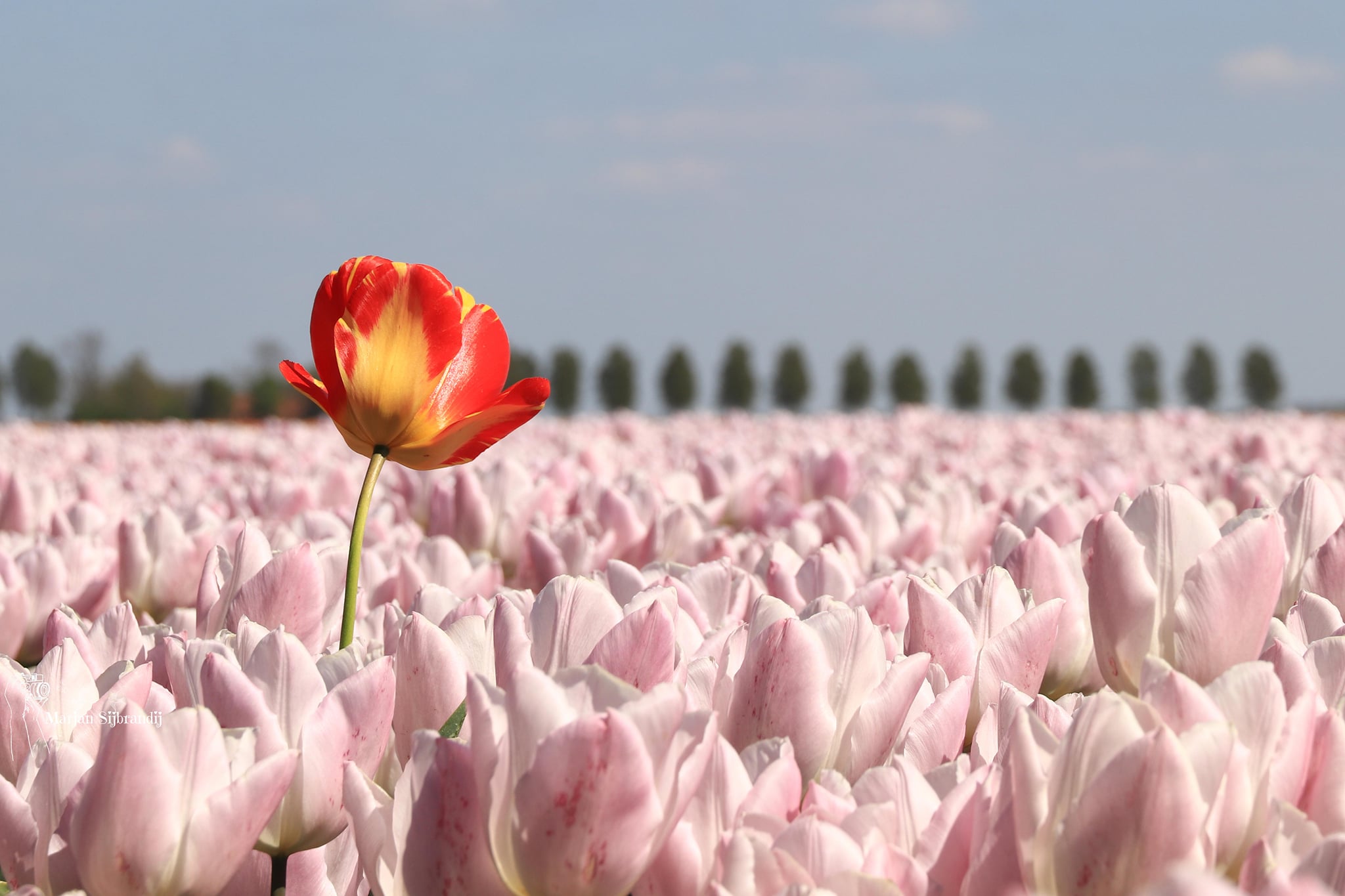 vreemde-tulp-tussen-de-rose