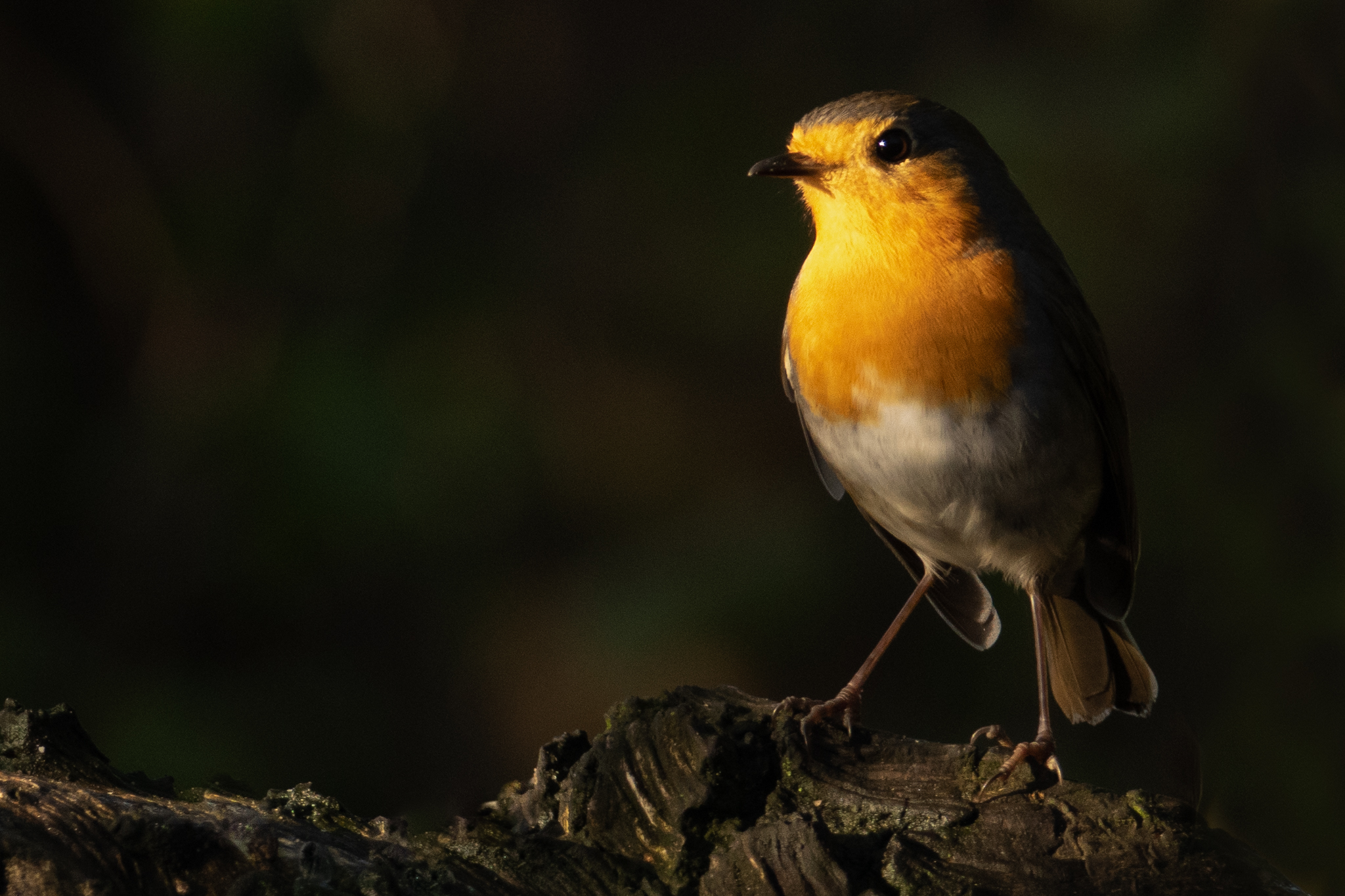 roodborstje-in-het-zonnetje