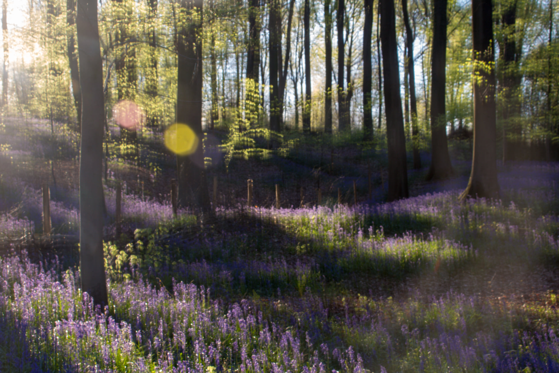 boshyacint-bij-avondlicht