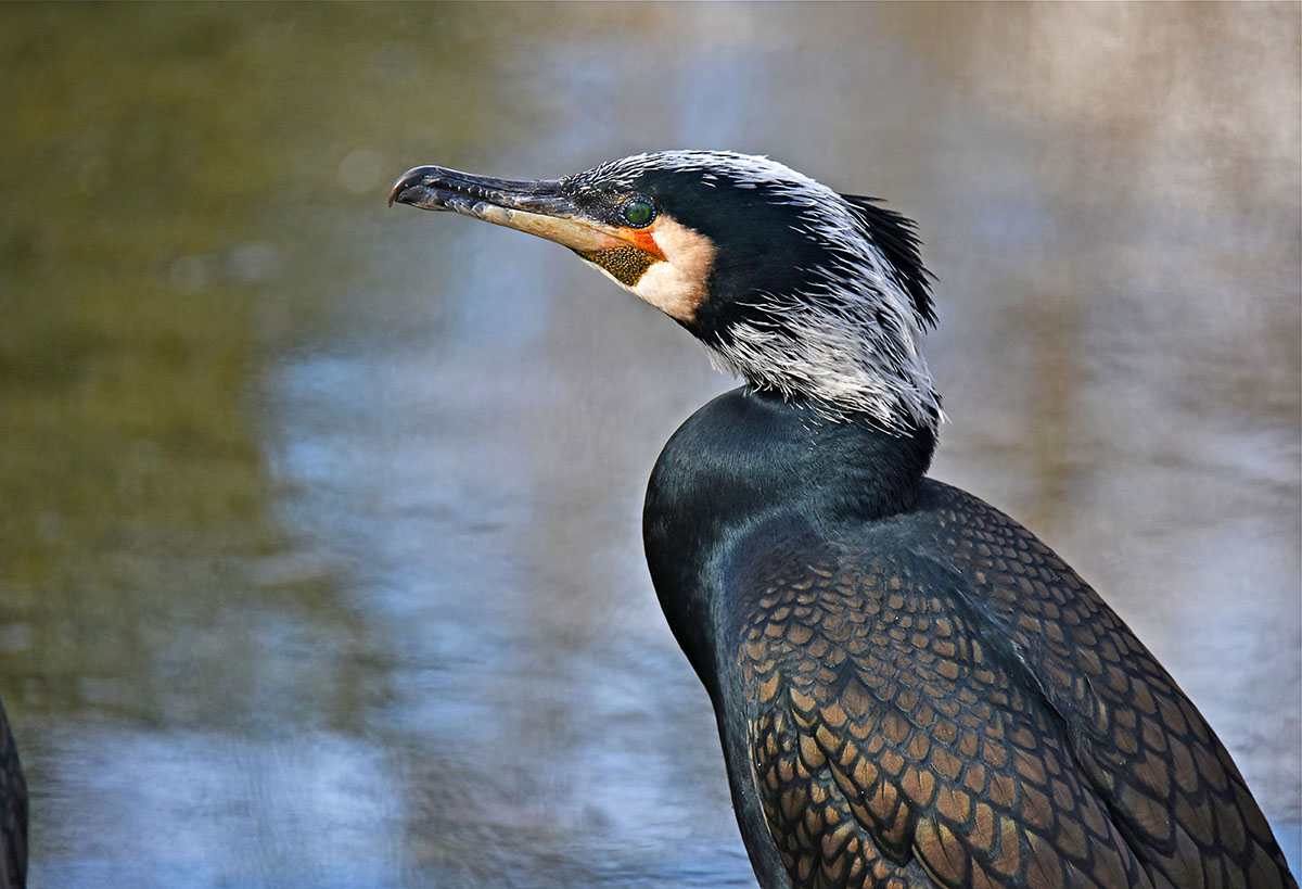 aalscholver-in-friesland
