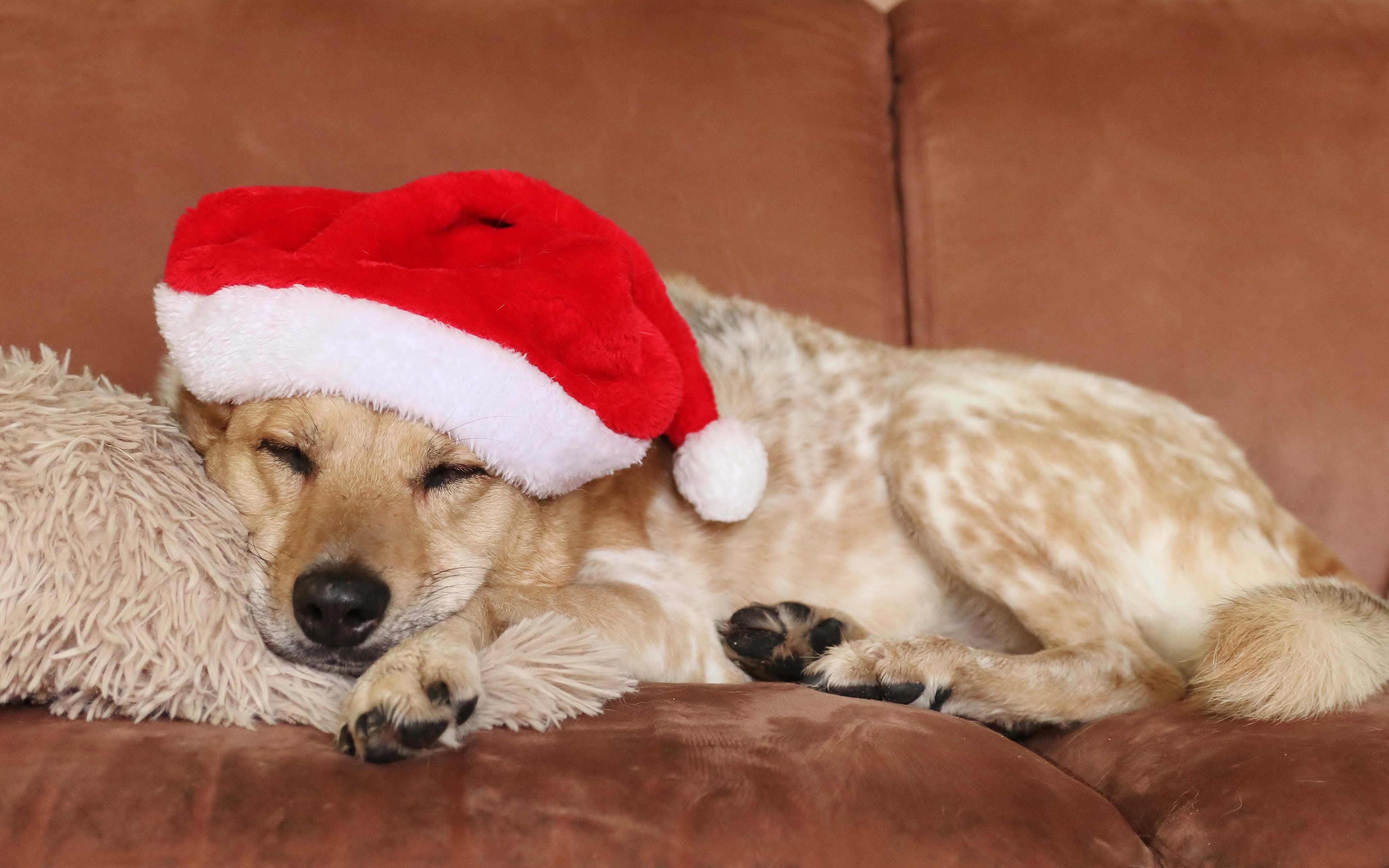 dreaming-of-christmas