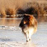 quinto-strabrechtse-heide-heeze