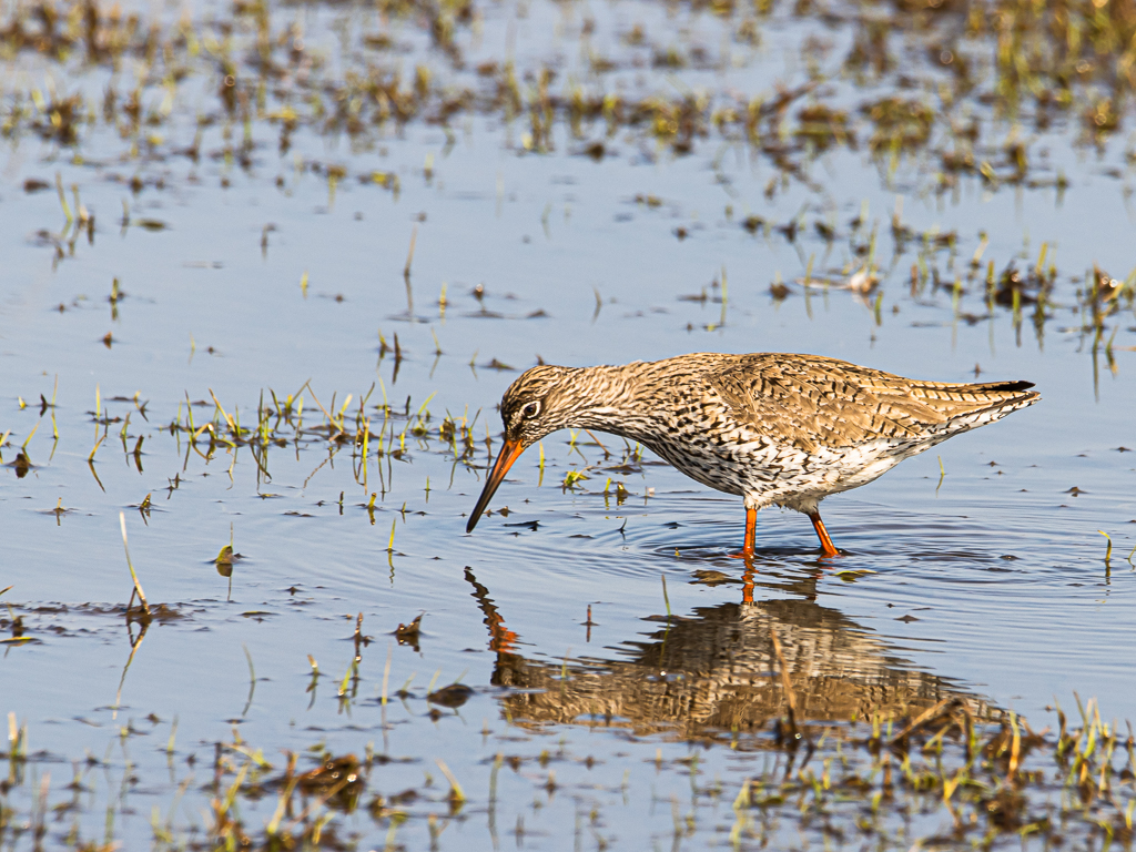 fouragerende-tuureluur