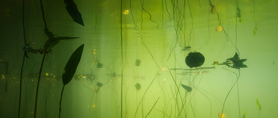waterlicht-onderwaterlandschappen-door-willem-kolvoort