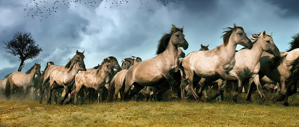 tv-serie-de-nieuwe-wildernis-start-11-december
