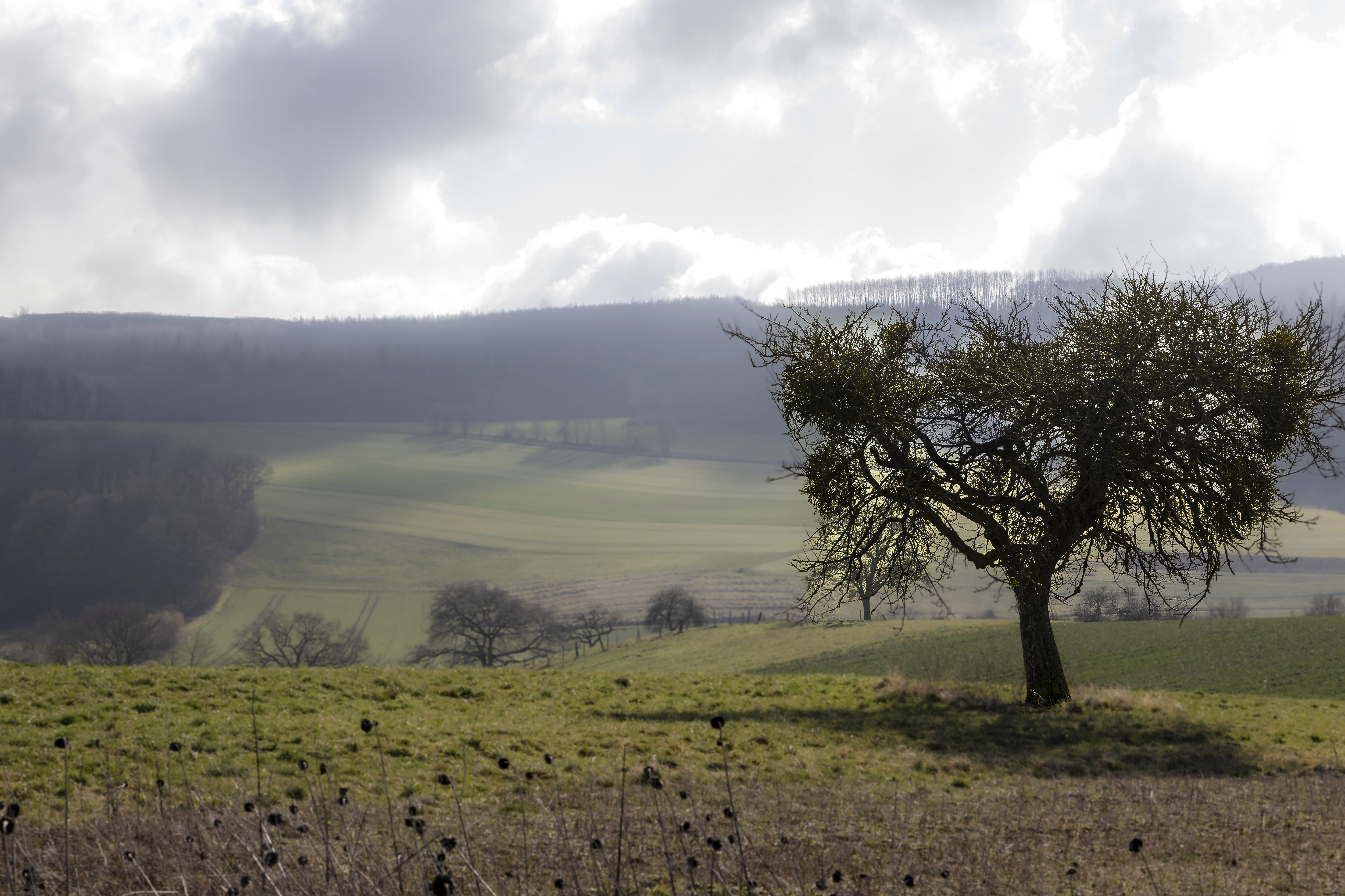 still-standing-strong