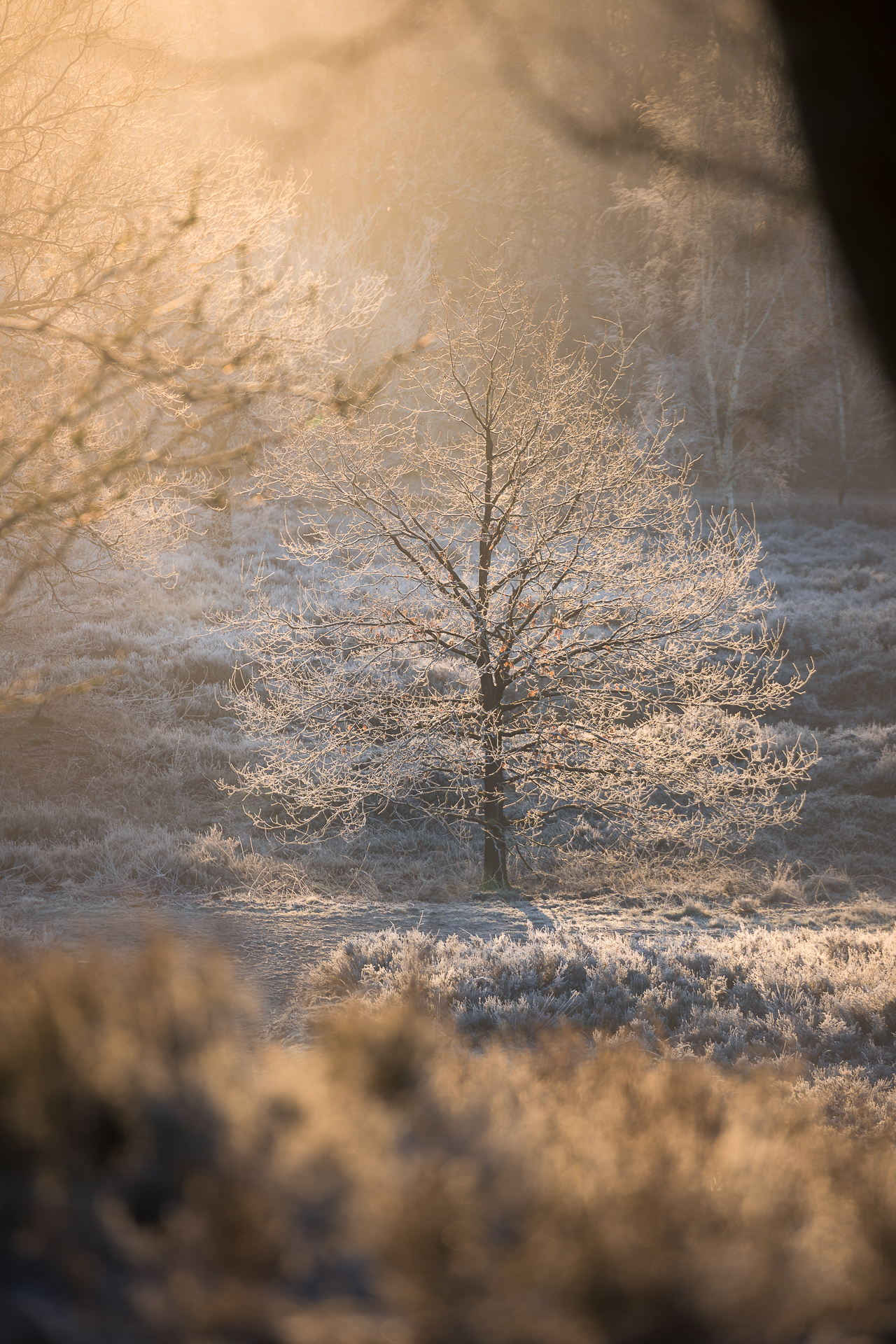 heerlijk-ochtendlicht