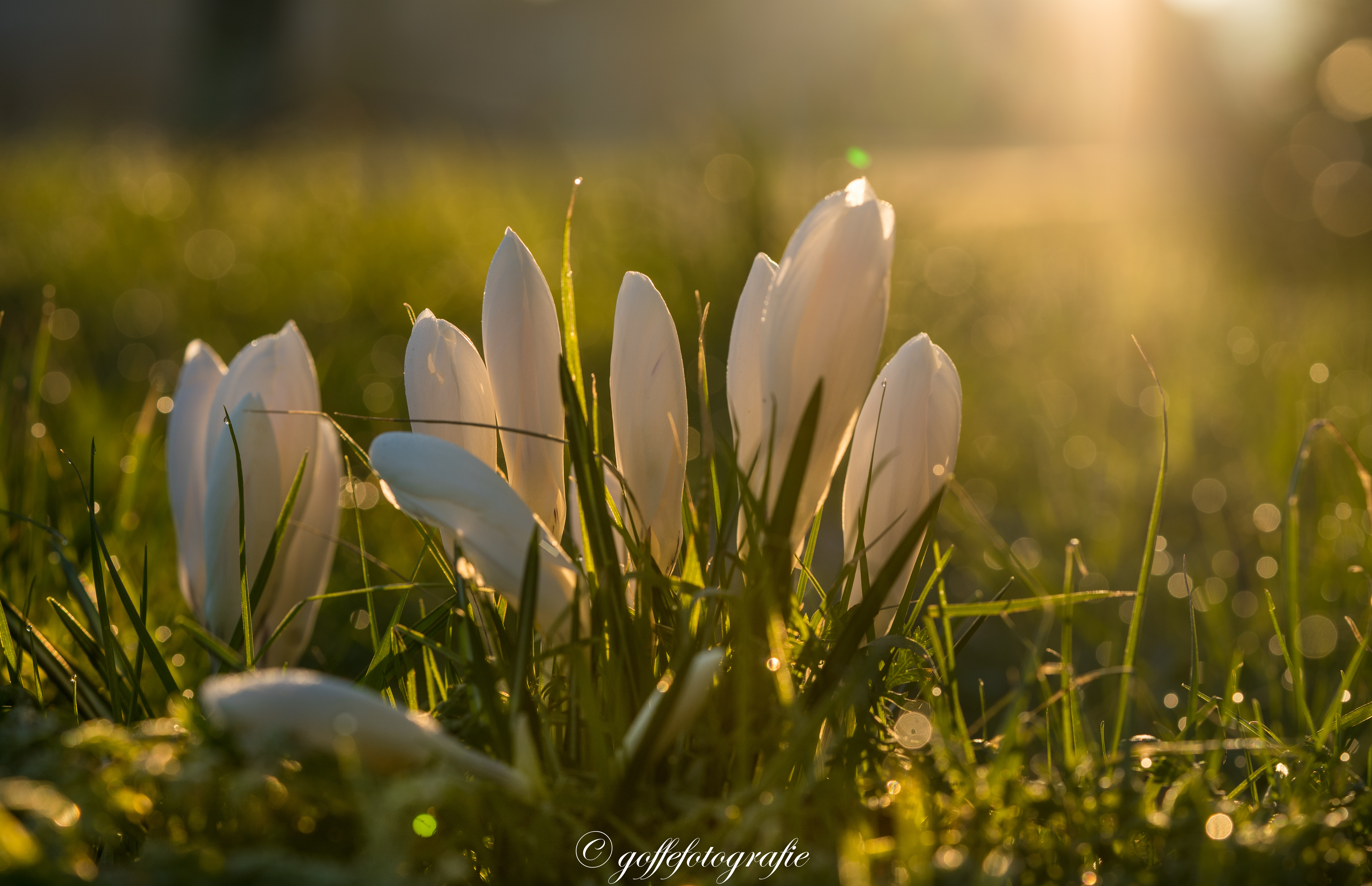krokussen-in-het-ochtendlicht