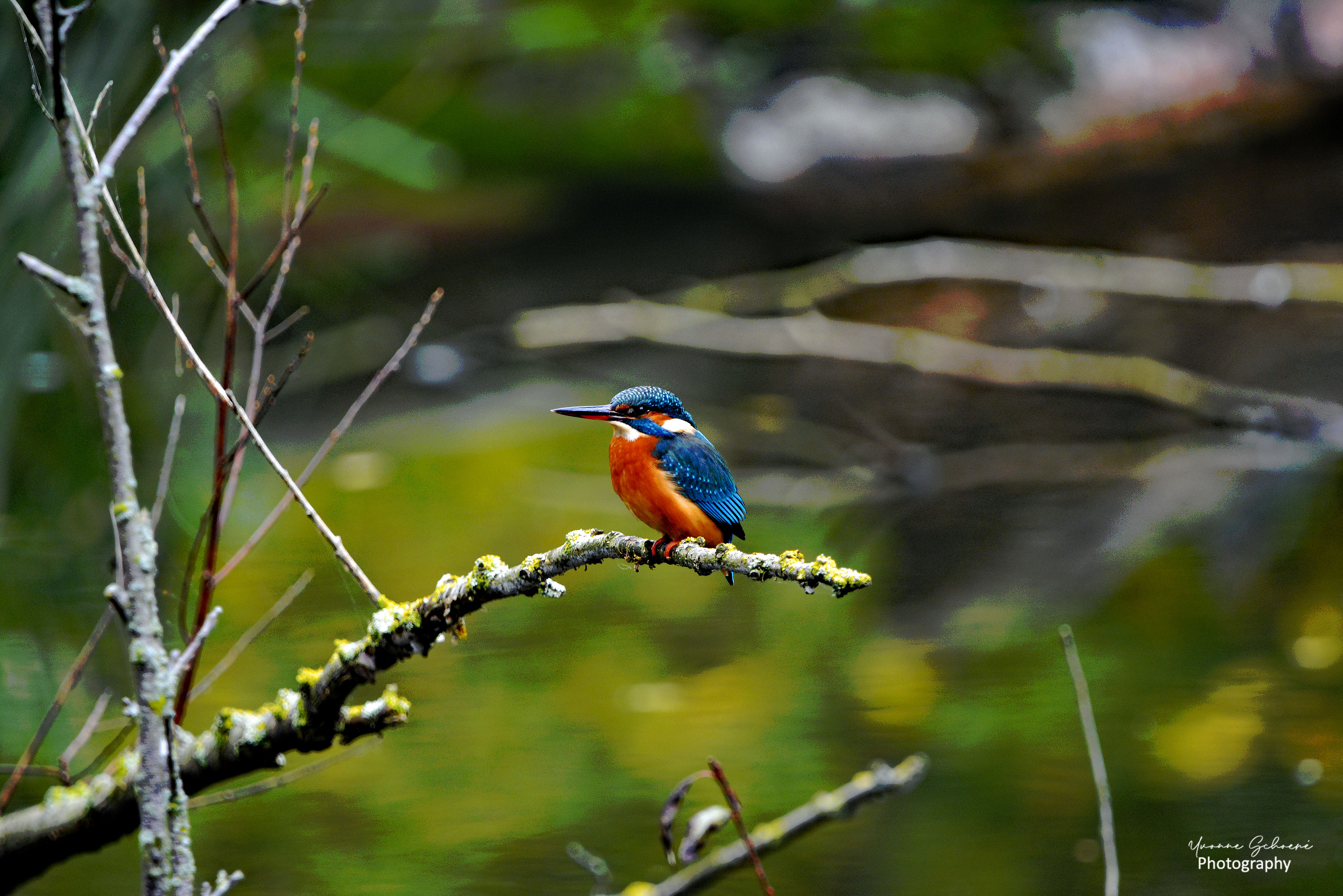 ijsvogel-alcedo-atthis
