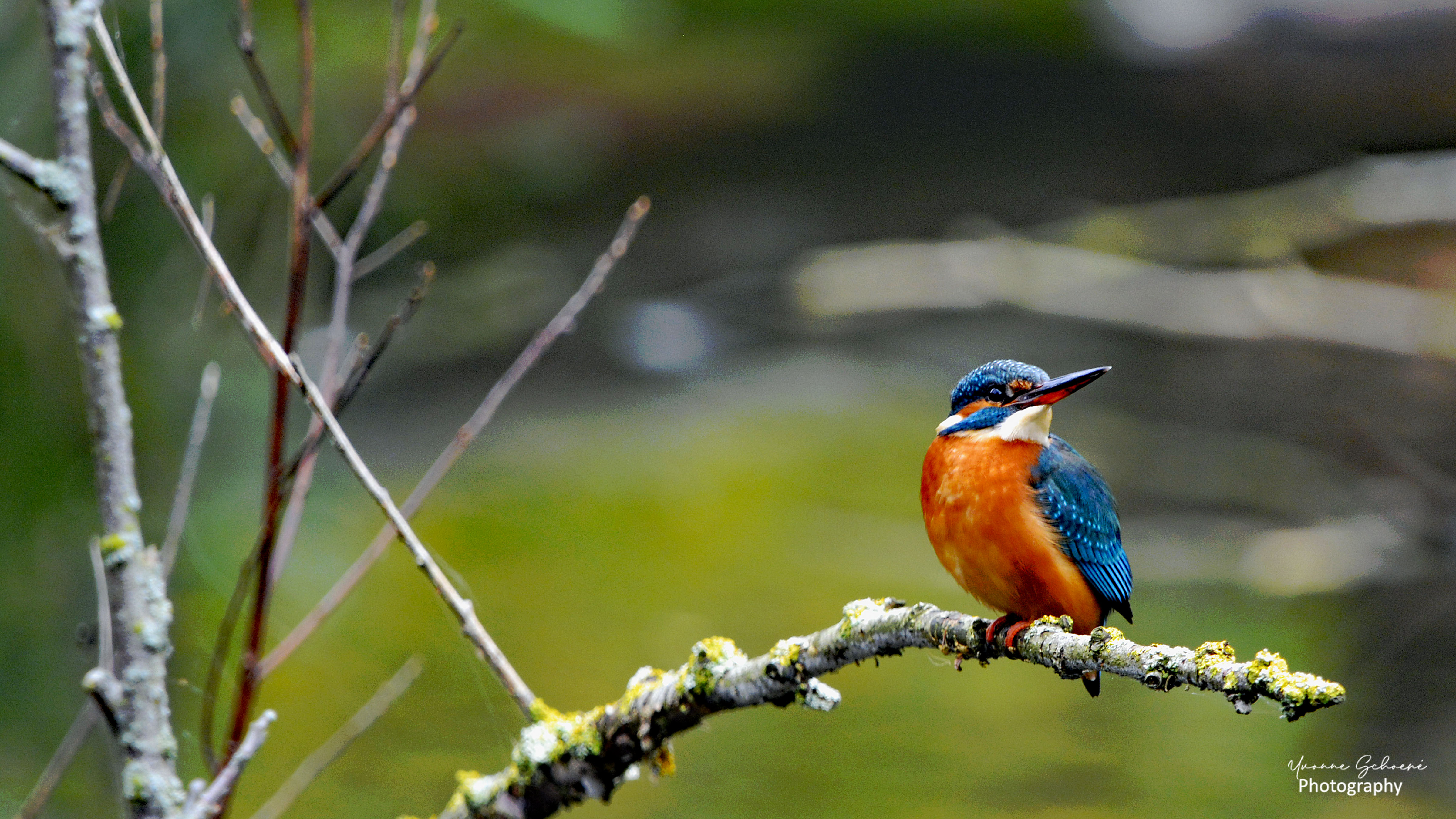 ijsvogel-alcedo-atthis-0