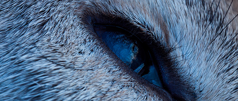 filmrecensie-de-nieuwe-wildernis