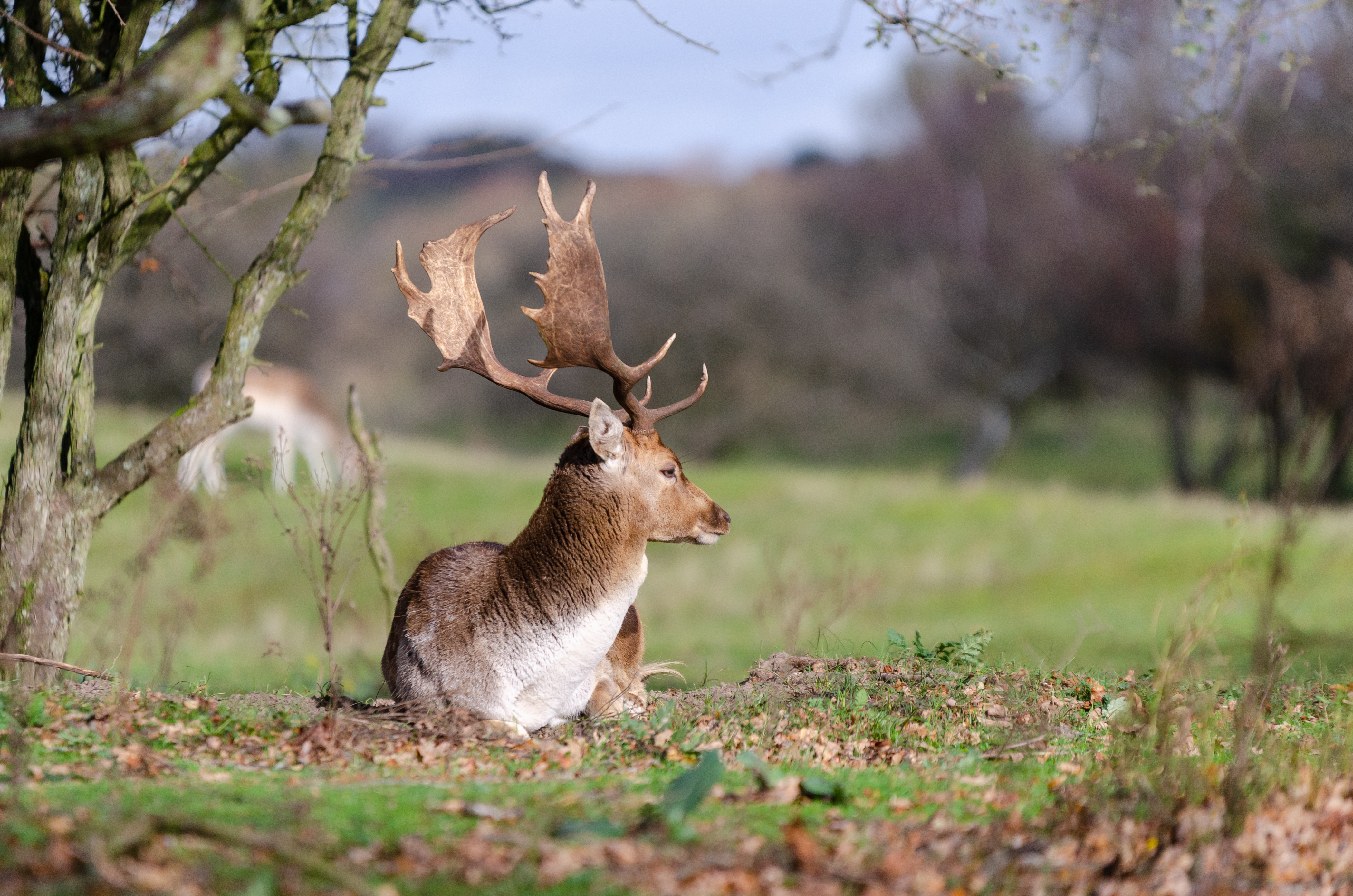 amsterdamse-waterleiding-duinen