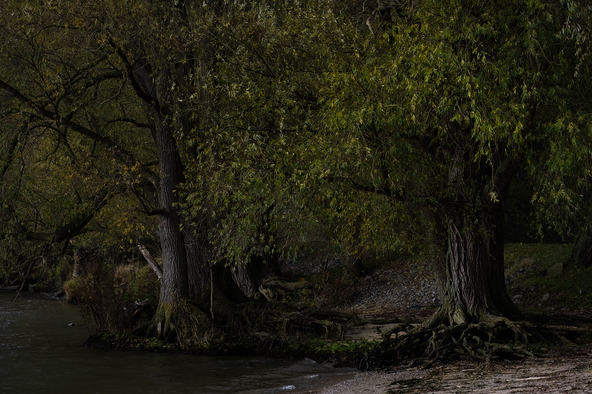 dutch-mangrove-beach