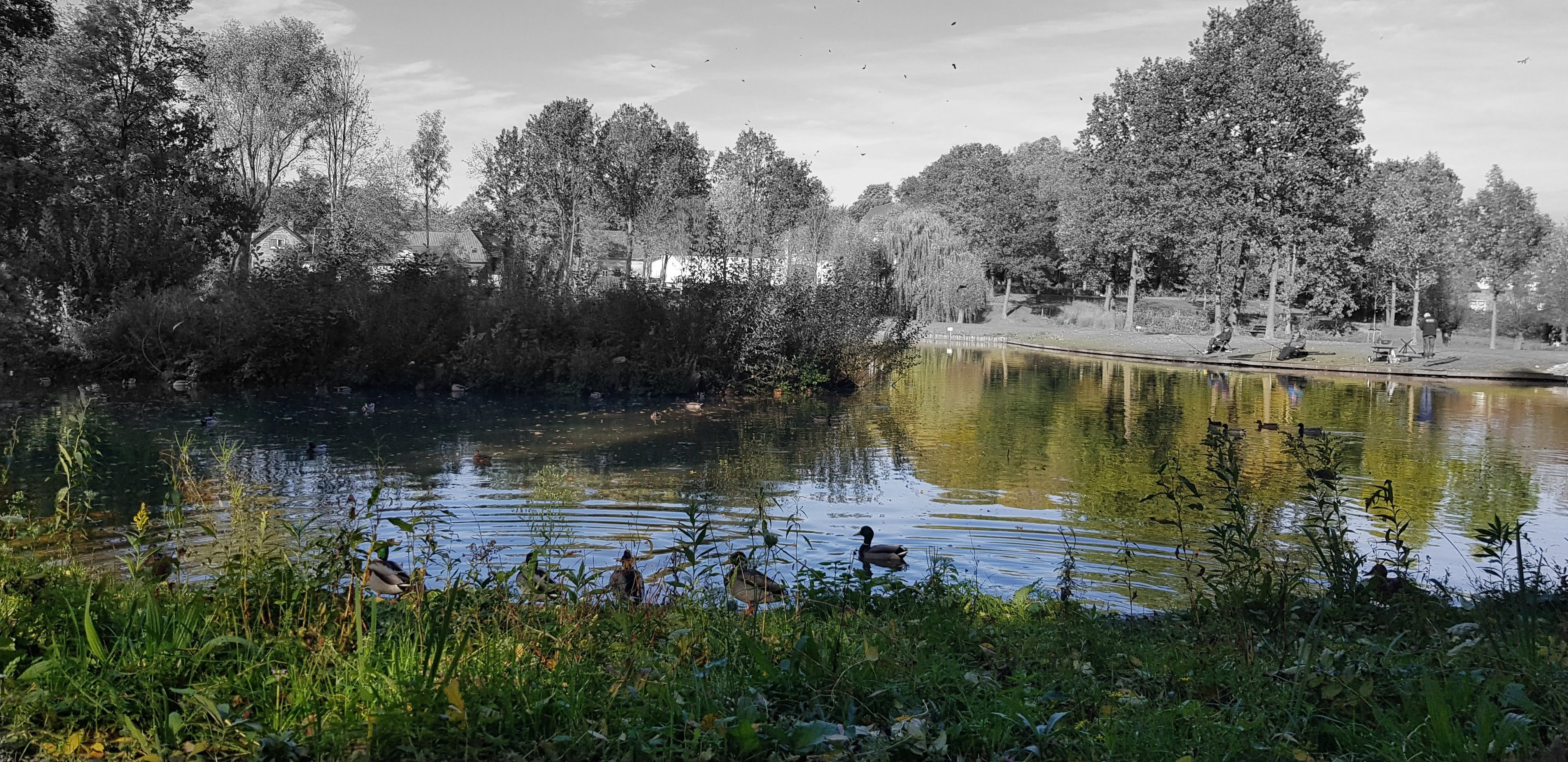 eendjes-in-park-nierhoven-te-nuth-limburg