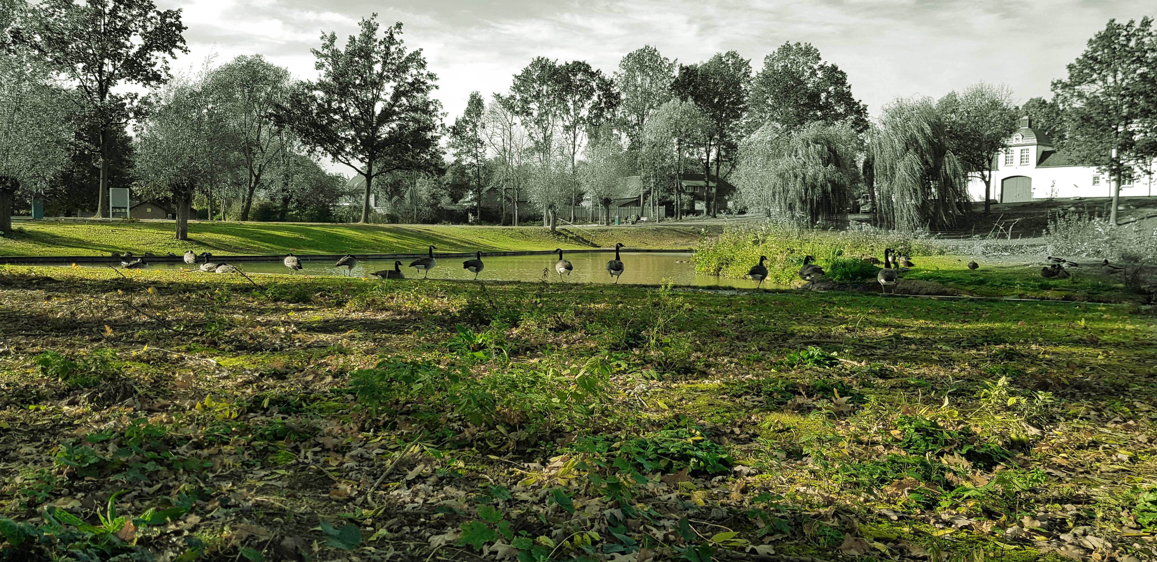 ganzen-en-eendjes-in-park-nierhoven-te-nuth