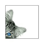 winter-in-de-polder-3