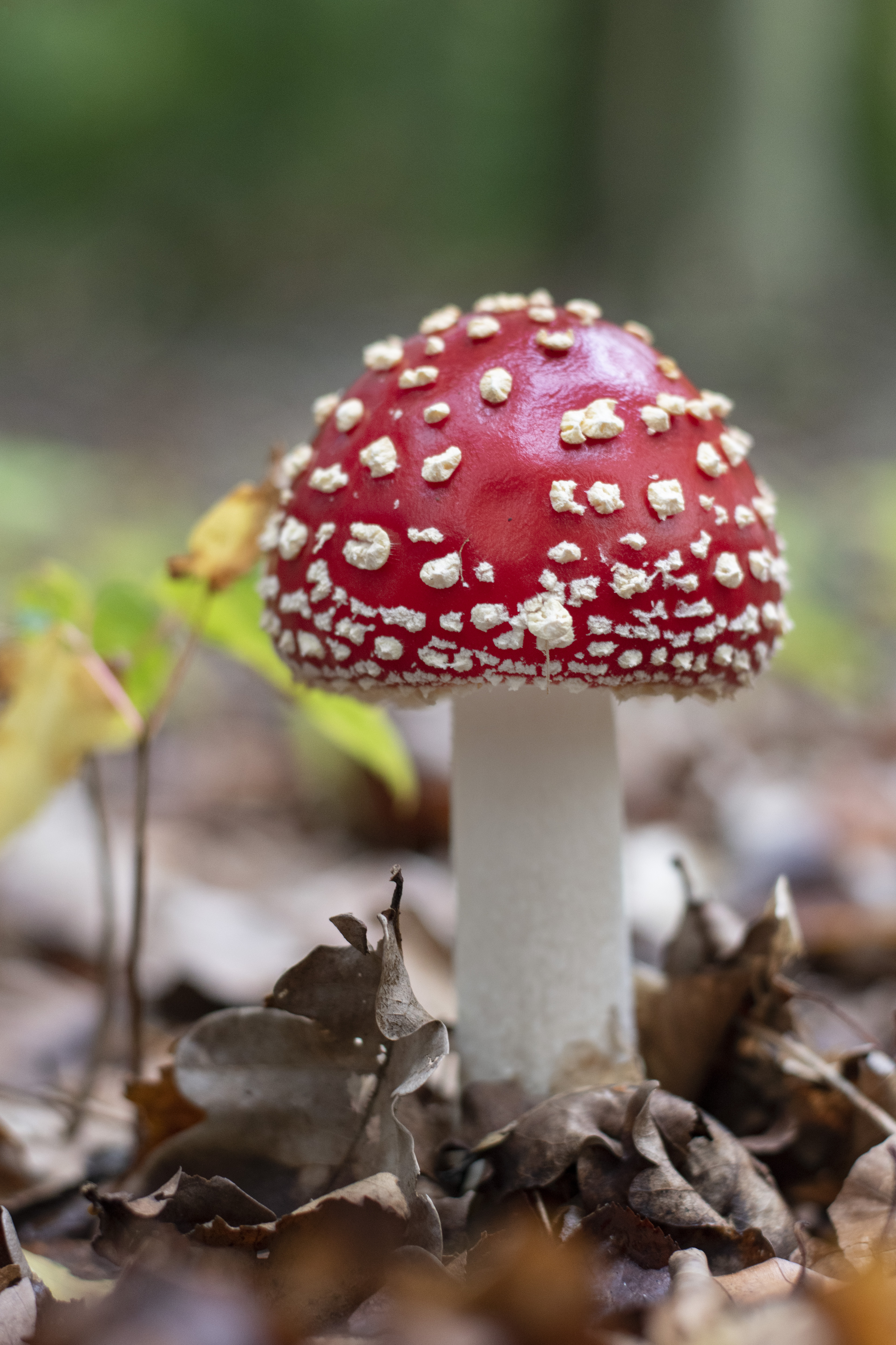 rood-met-witte-stippen-1