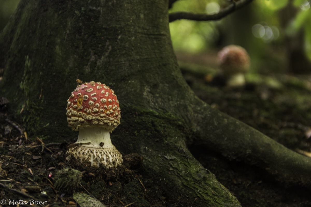 verstoppertje-spelen