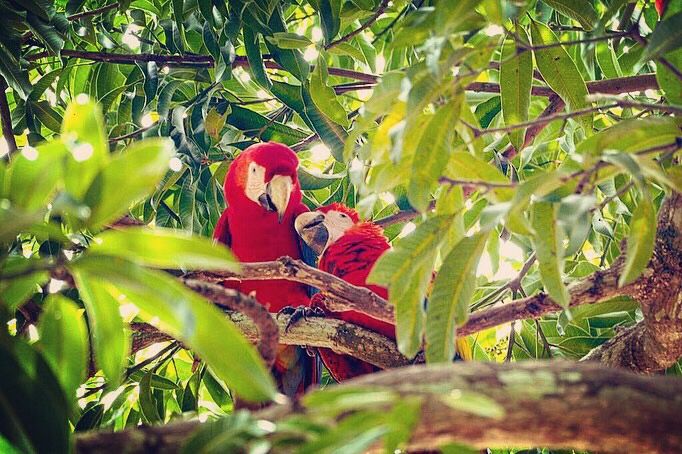 onderonsje-van-2-ara%E2%80%99s-in-costa-rica