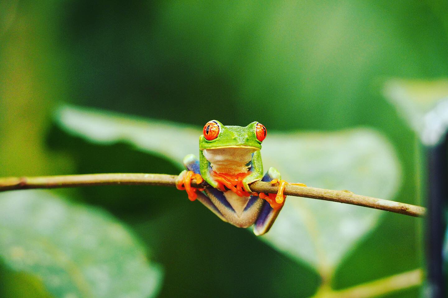frog%E2%80%99s-heaven-costa-rica