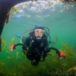 dahlia-in-het-zonlicht