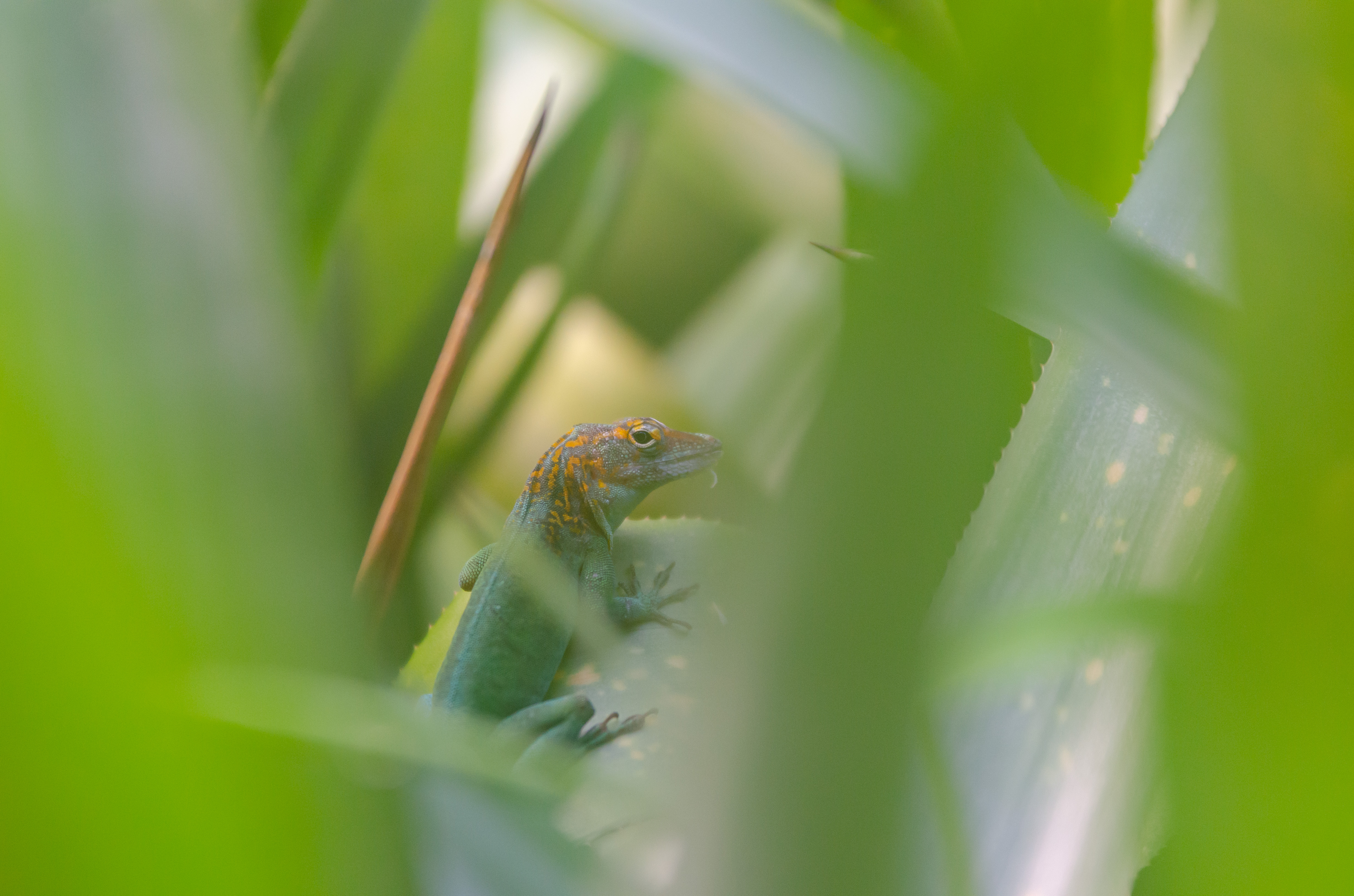 verstopt-in-het-groen