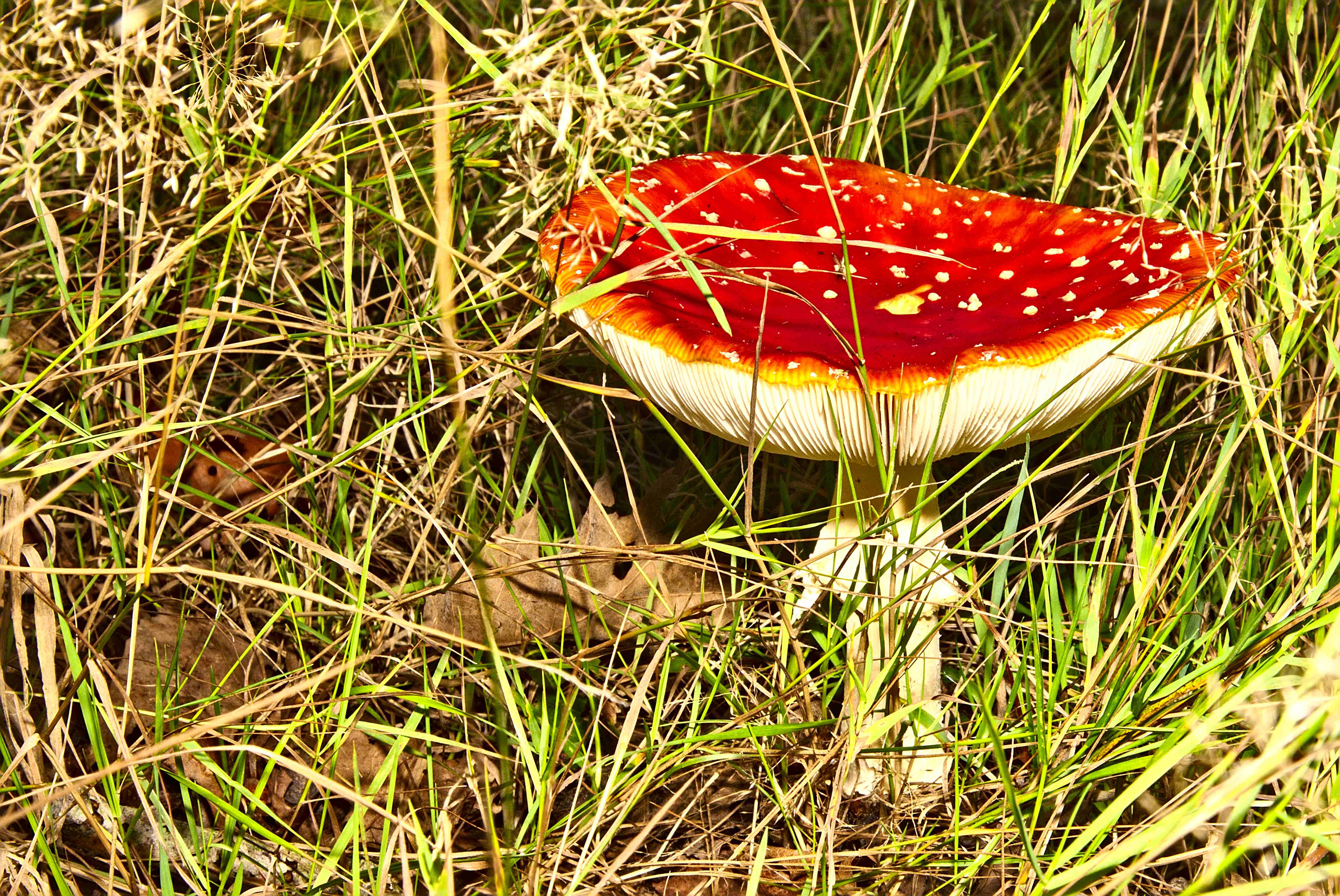 rode-paddestoel-in-het-gras