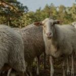 vroege-vogelwandeling