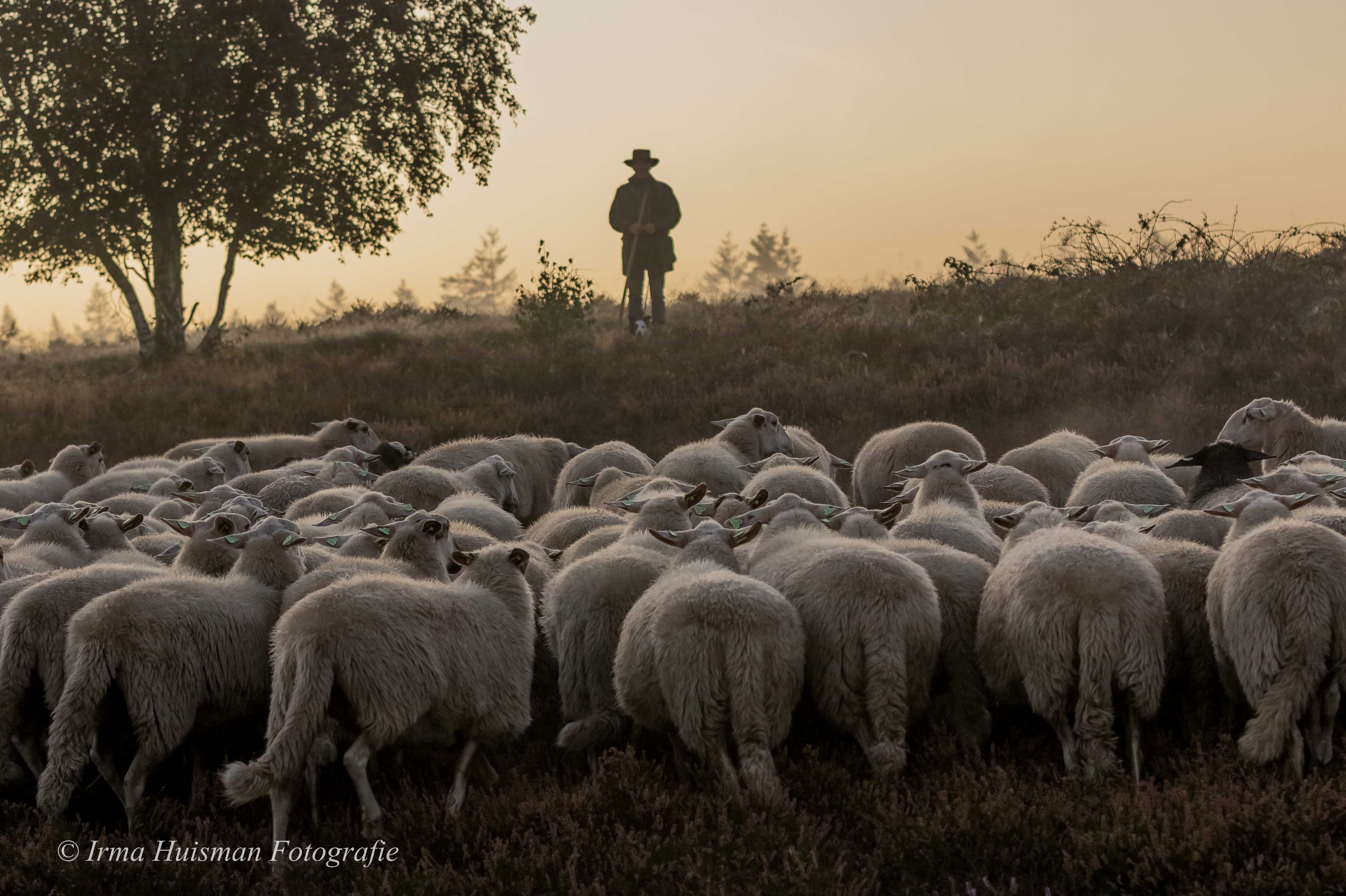 de-herder-spreekt-zijn-schapen-toe