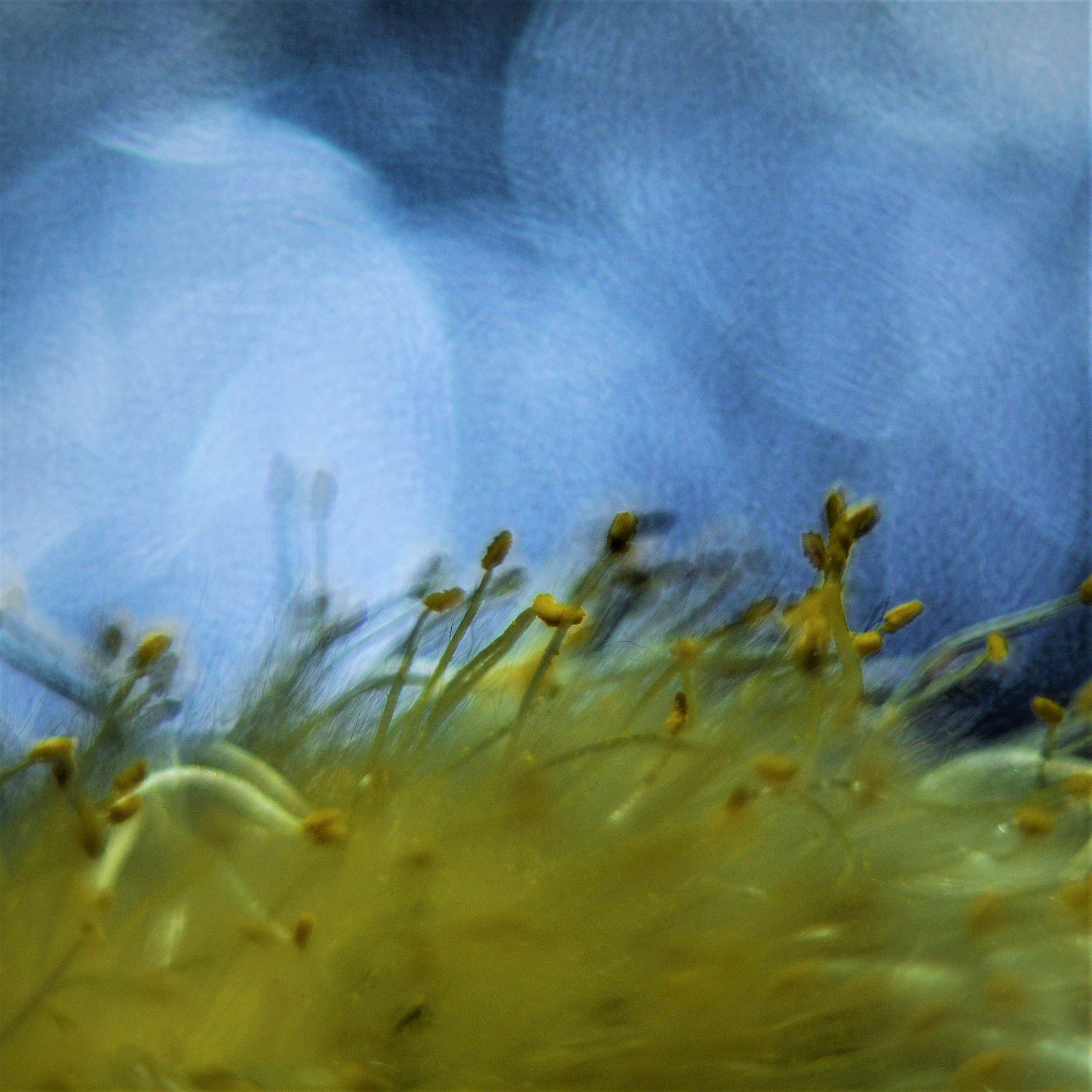 van-gogh-landscape-macro