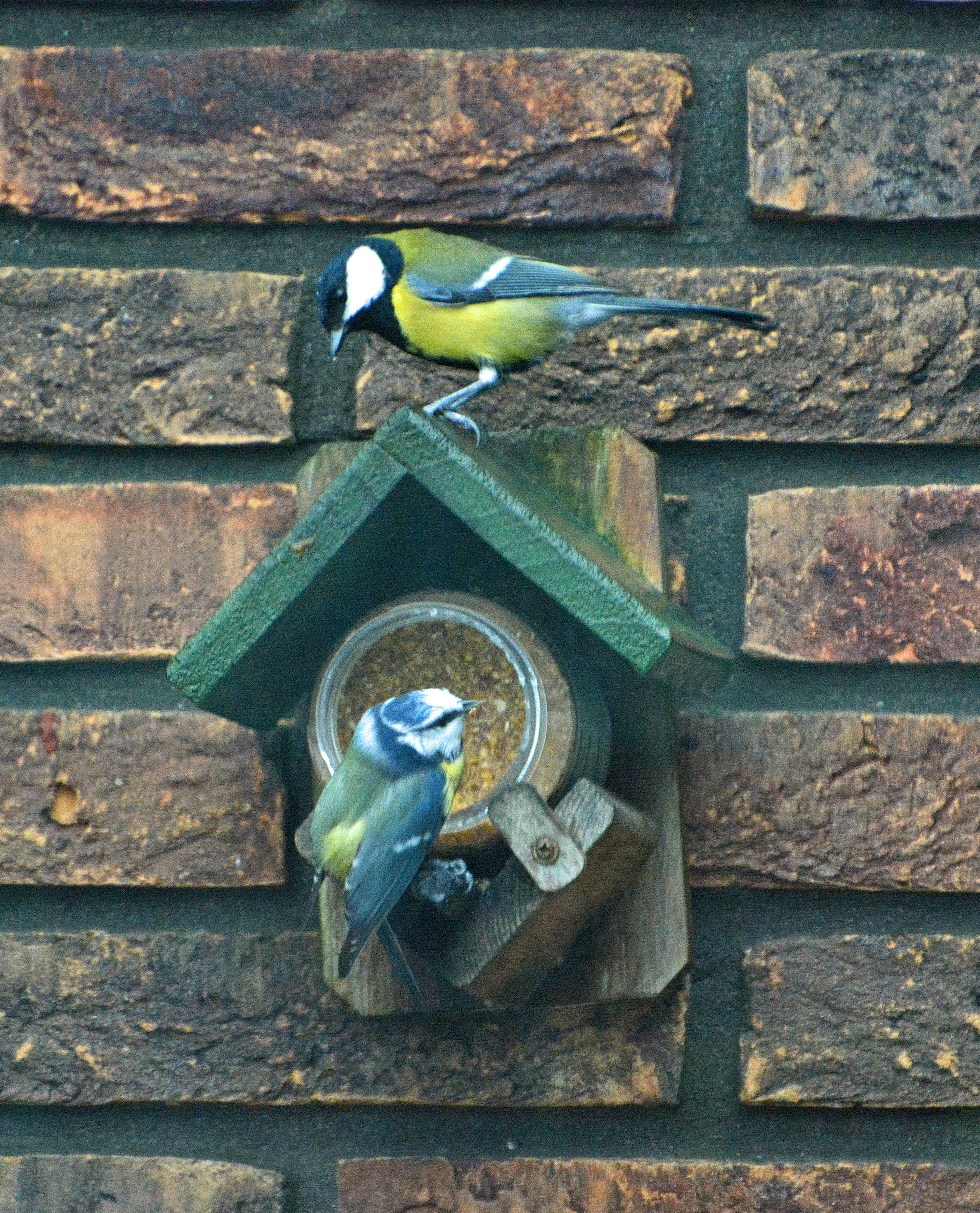 koolmees-en-pimpelmees