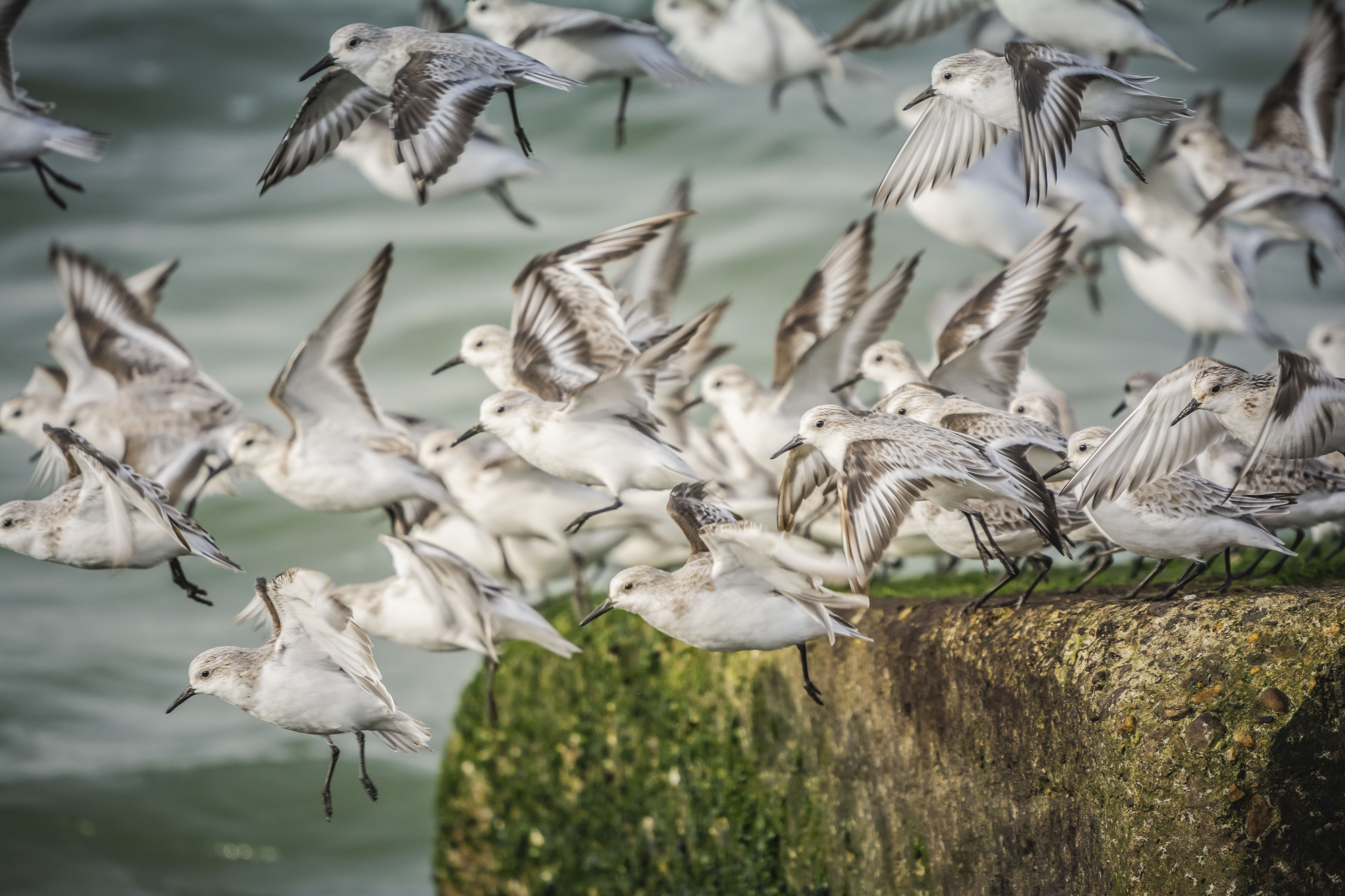 drieteenstrandlopers