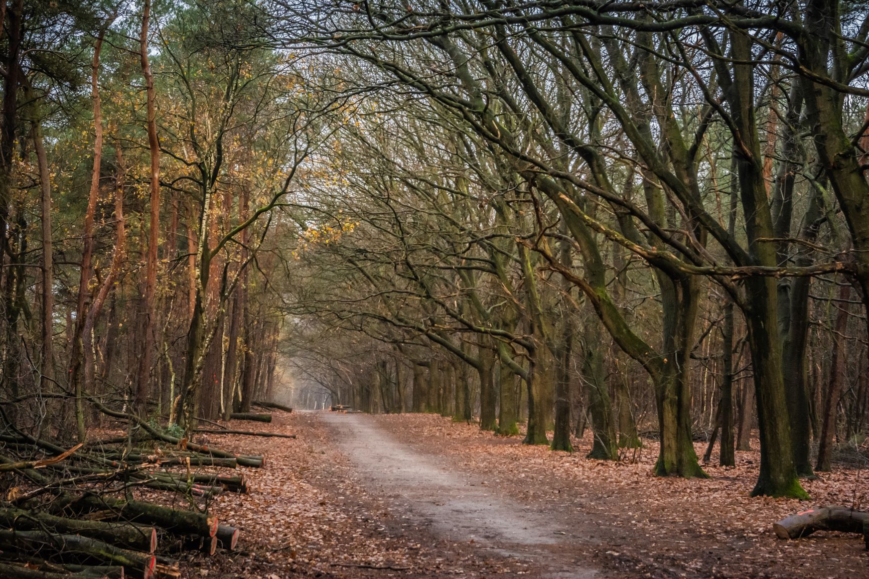 herfst-in-het-bos