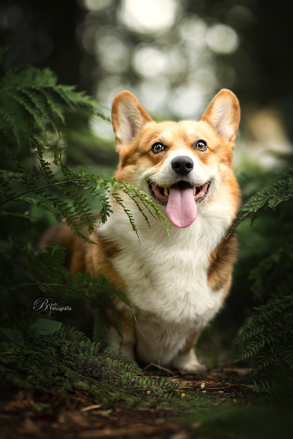 corgi-jay