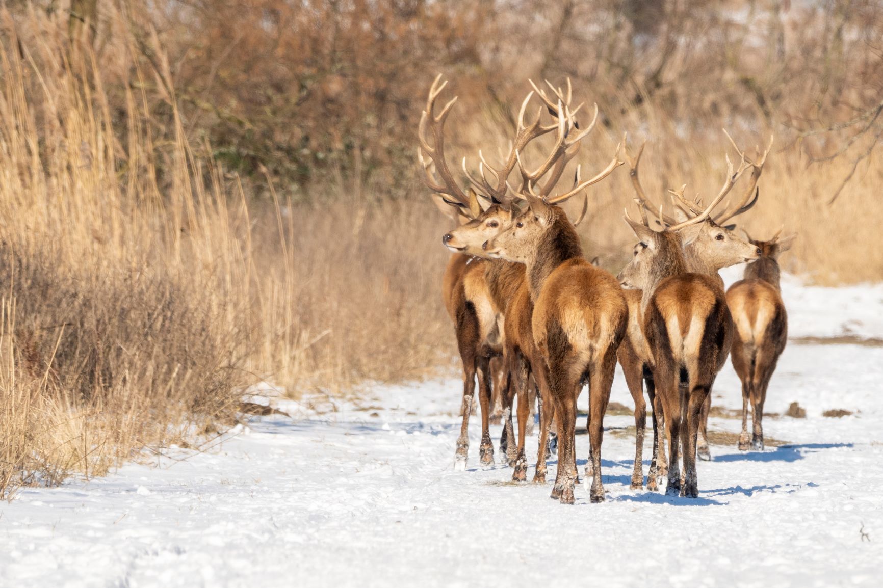 winters-kado-oostvaardersplassen