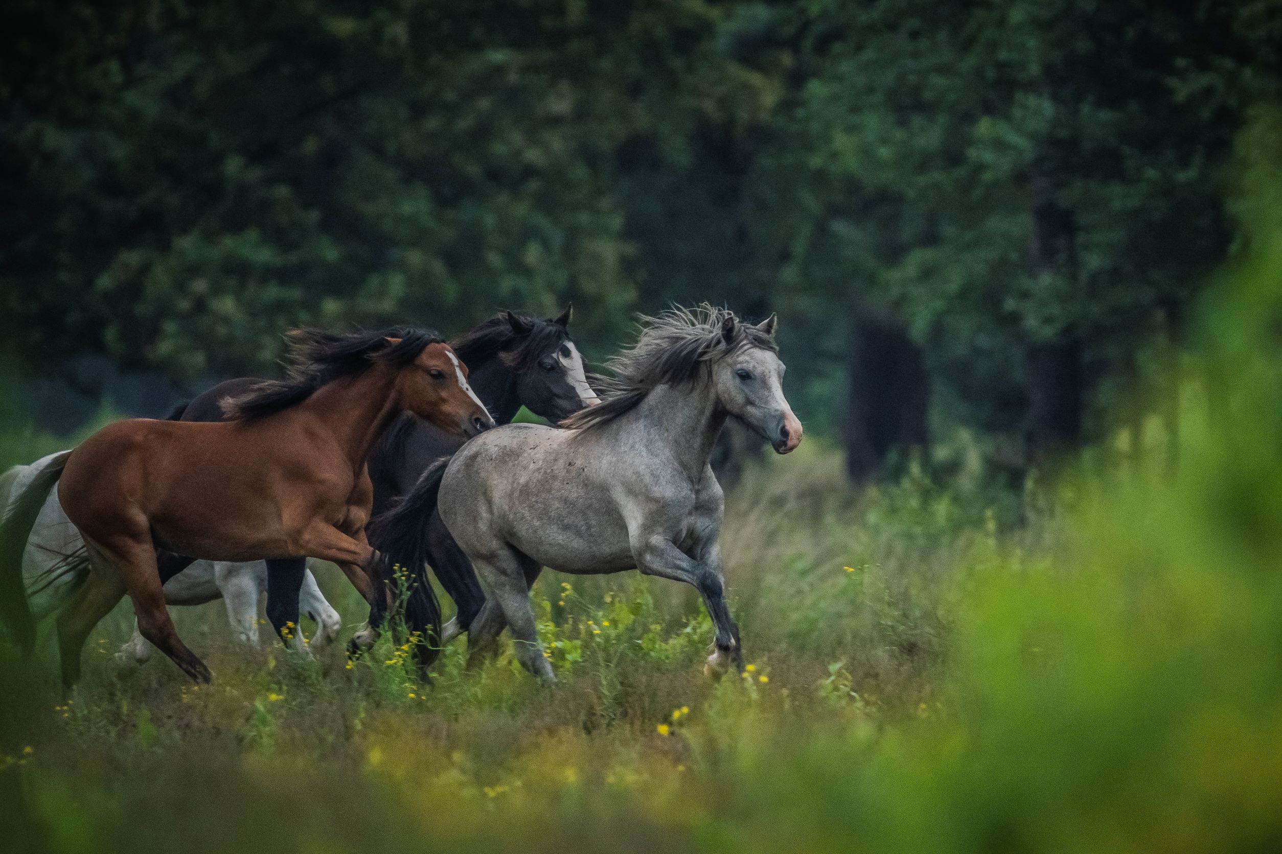 magische-avond-op-de-strabrechtseheide
