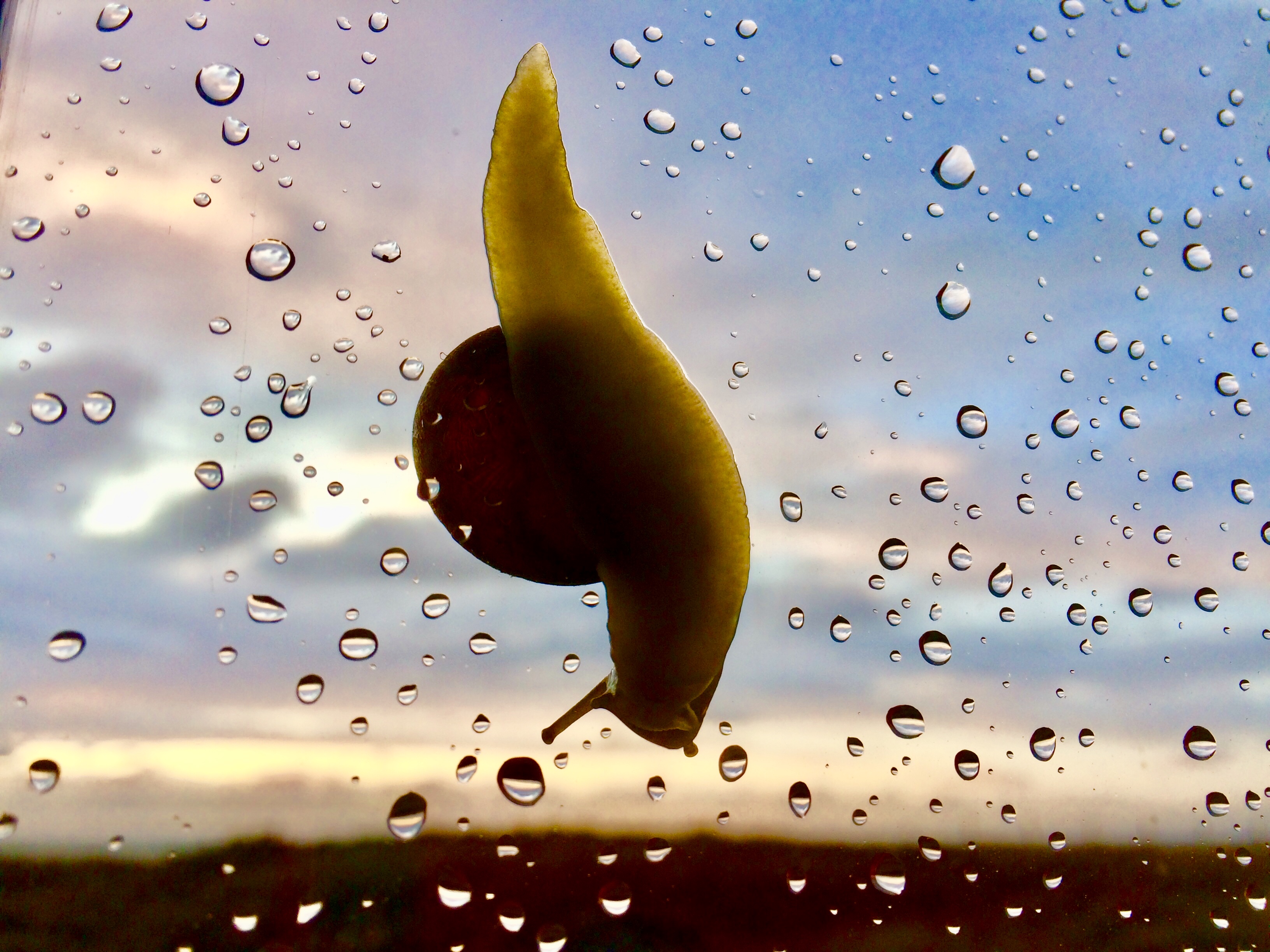 slak-bekijkt-de-omgekeerde-wereld-in-de-regendrups