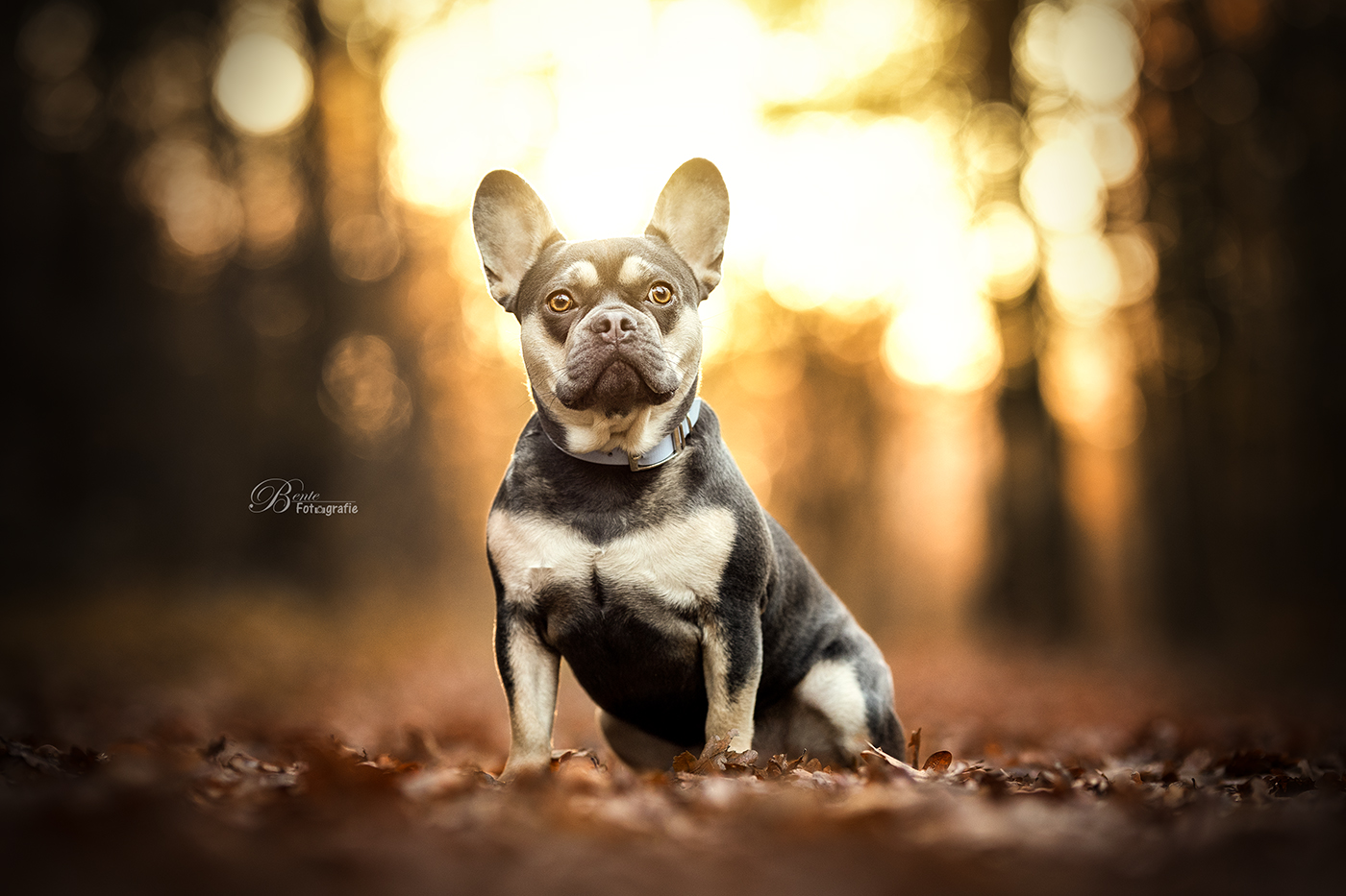 cody-in-het-avondlicht