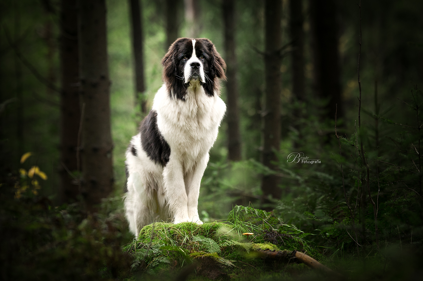 landseer-boet