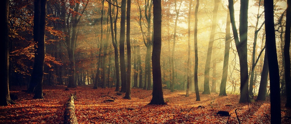 uitslag-fotowedstrijd-herfstbos
