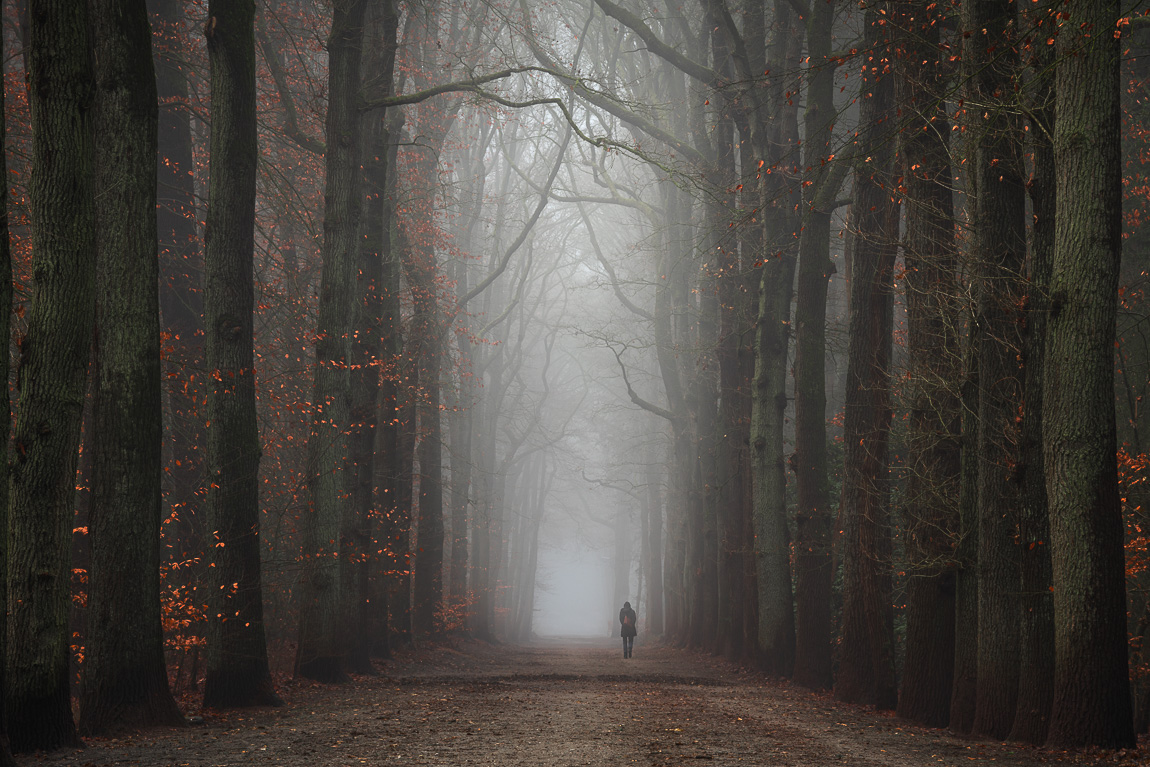 rode-bladeren-in-een-donker-bos