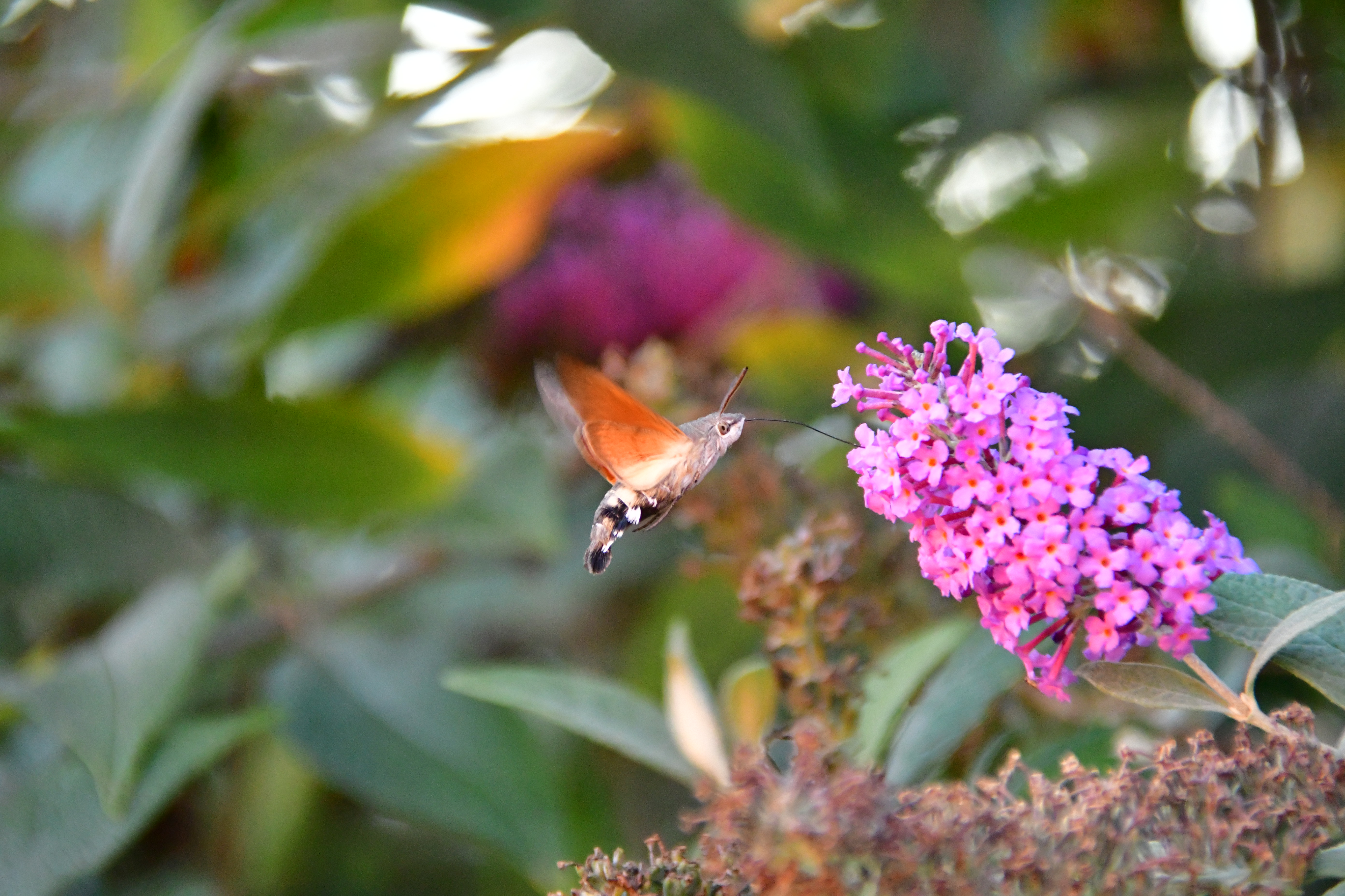 kolibri-vlinder-in-actie