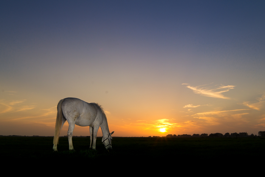 paard-bij-zonsondergang