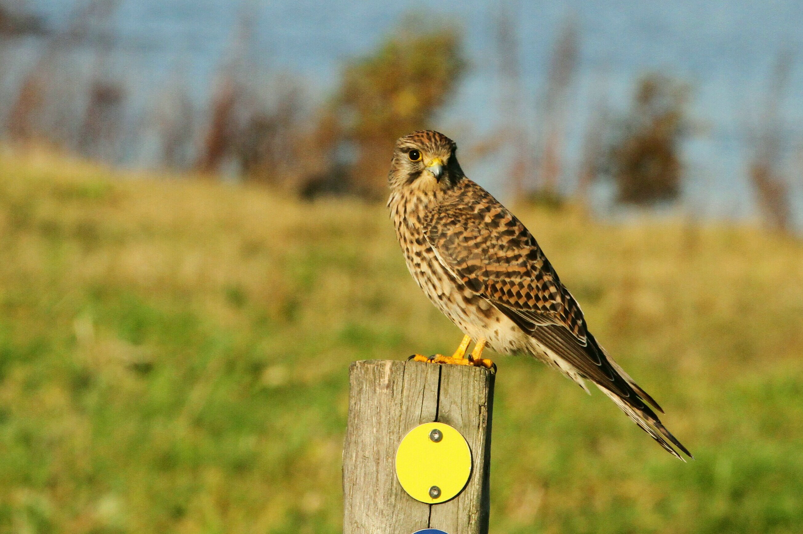 geel-of-blauwe-route