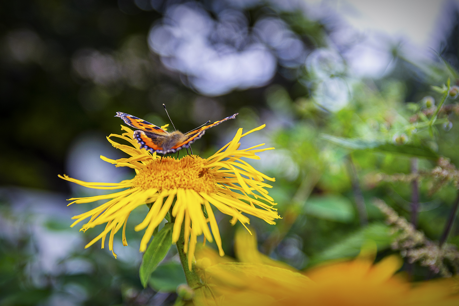 vlinder-op-gele-bloem