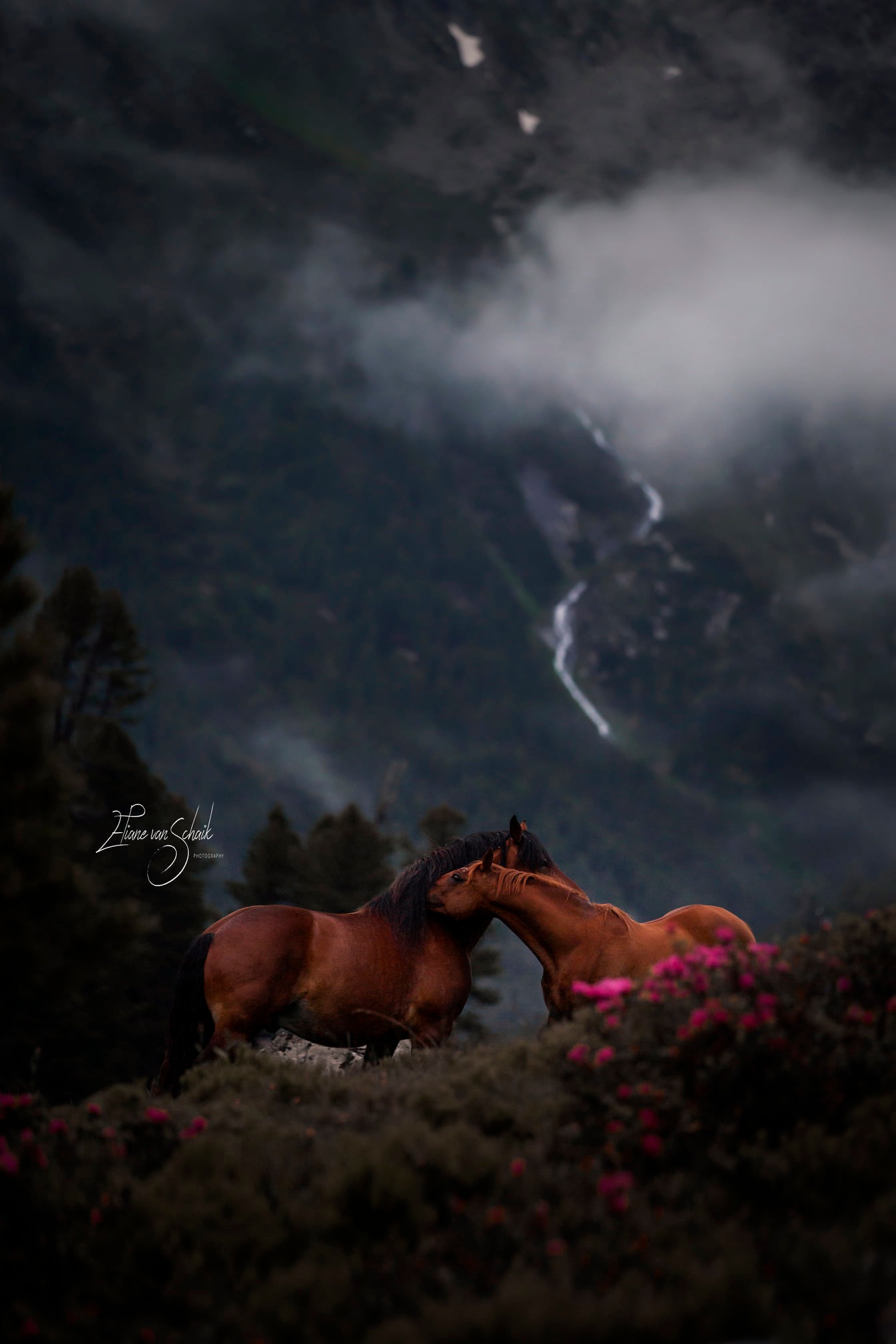 wildhorses-romantische-paardenfotografie