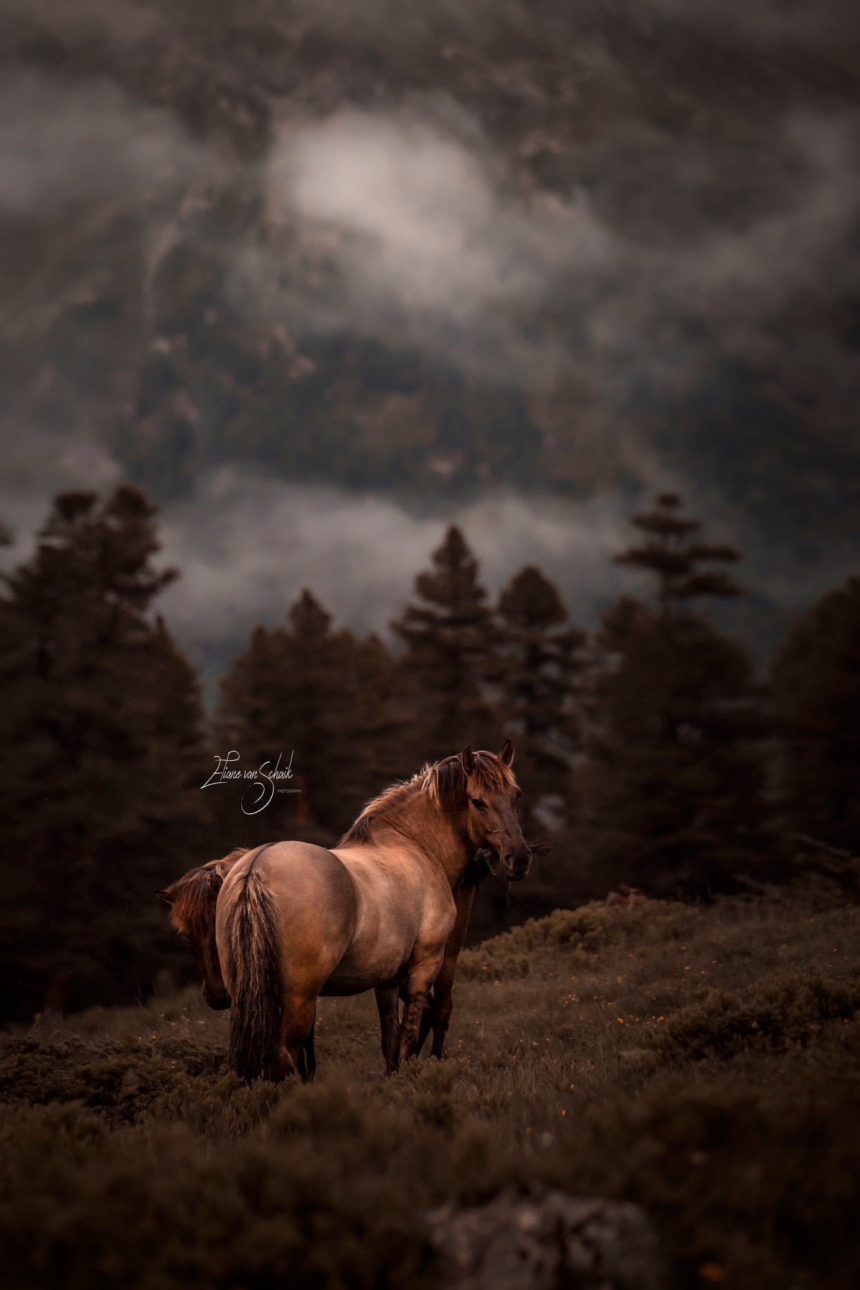 romantische-paardenfotografie-wildhordes