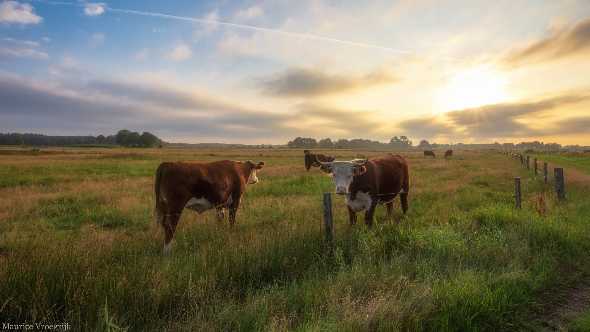 nieuwsgierige-koeien-8-8-2019