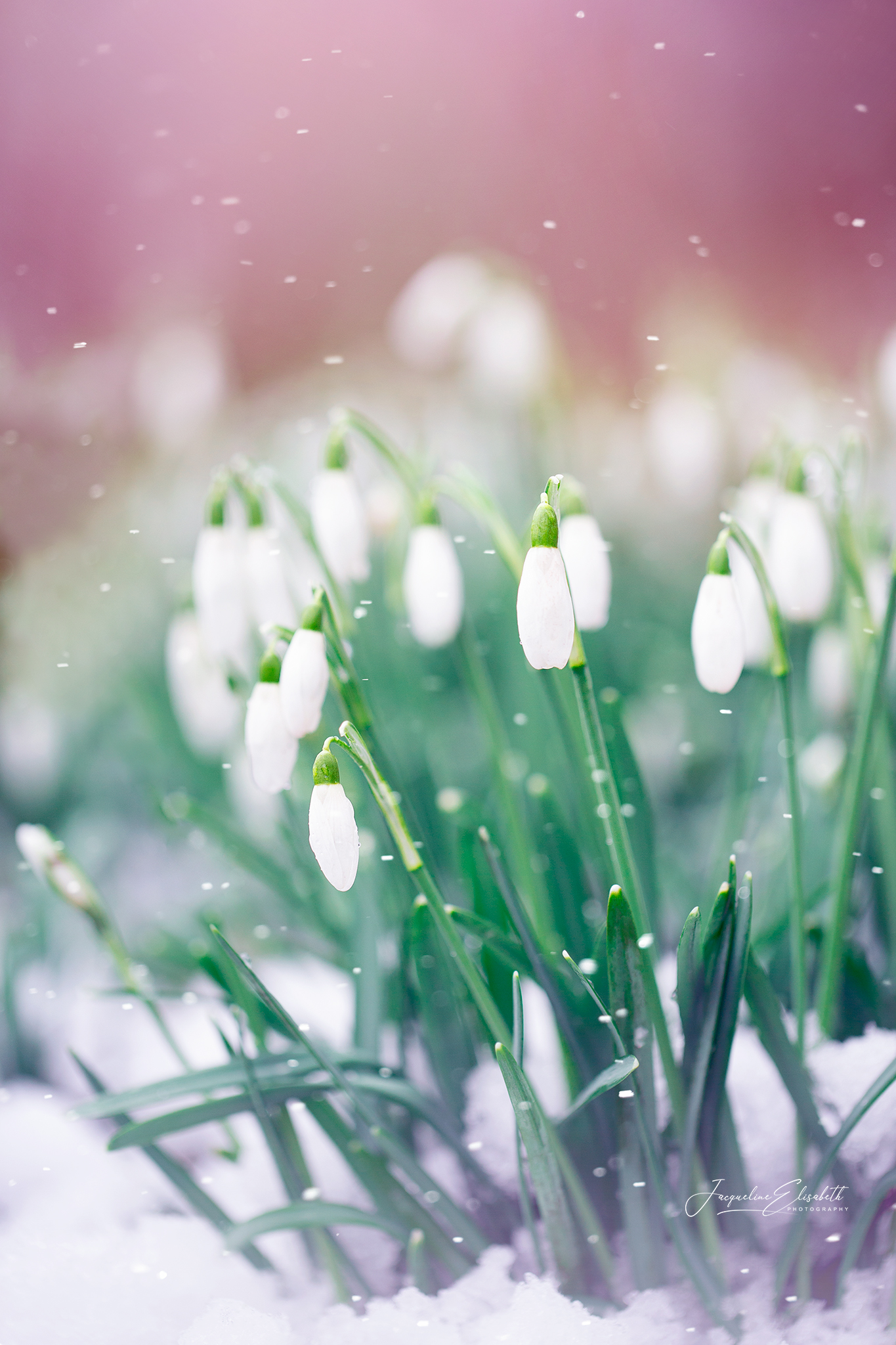 standing-brave-in-the-snow-but-please-winter-let-it-go